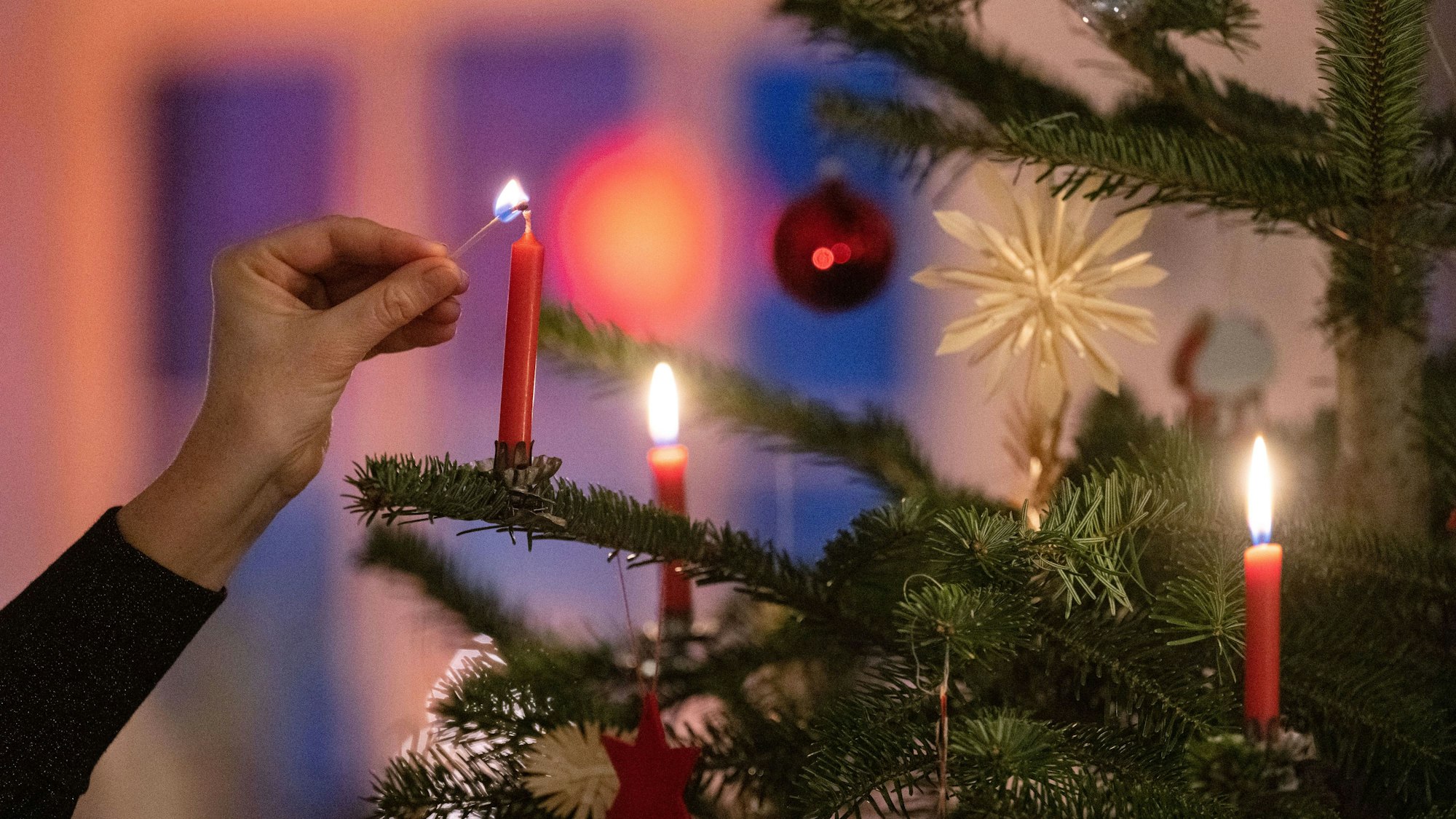 Der meistverkaufte Baum im Forsthaus Londorf ist in diesem Jahr wieder die Blaufichte.
