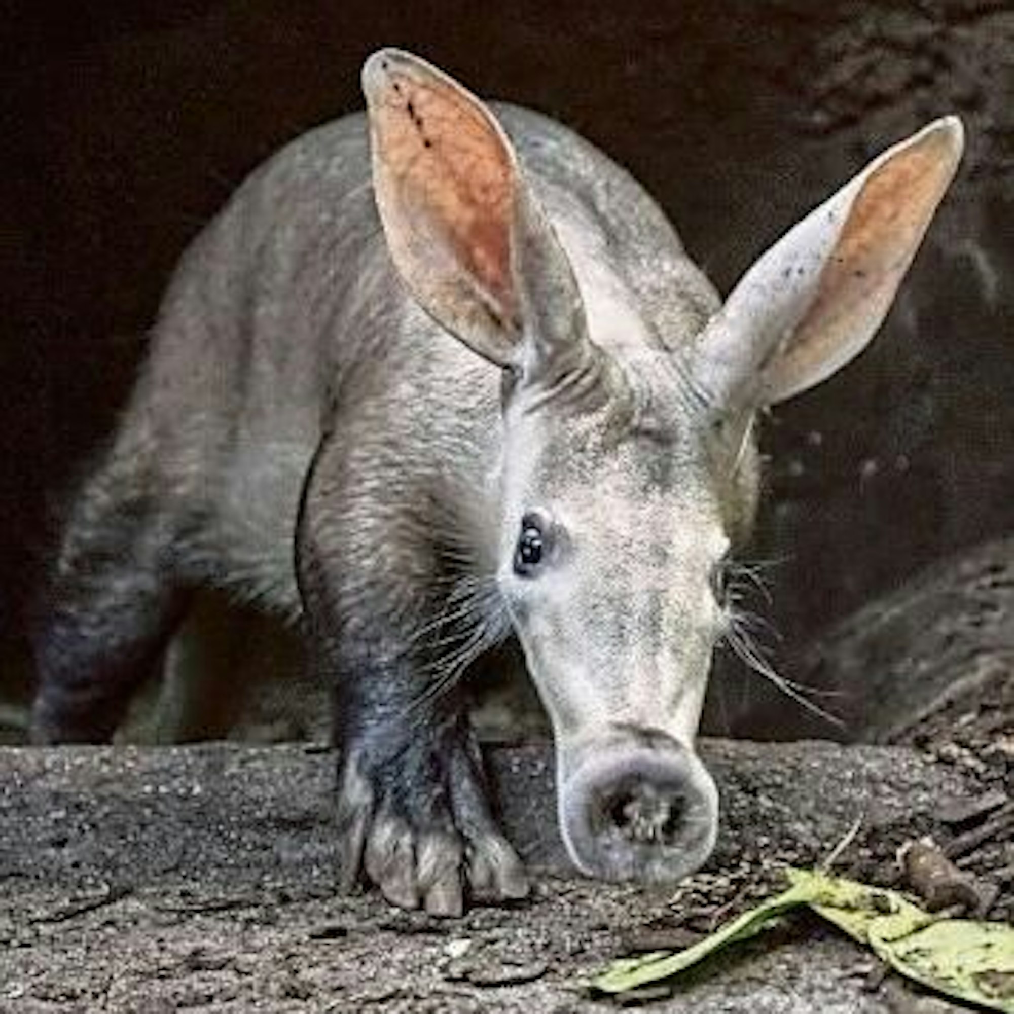 Zu Gast aus Arnheim ist Erdferkel-Männchen „Willow“.