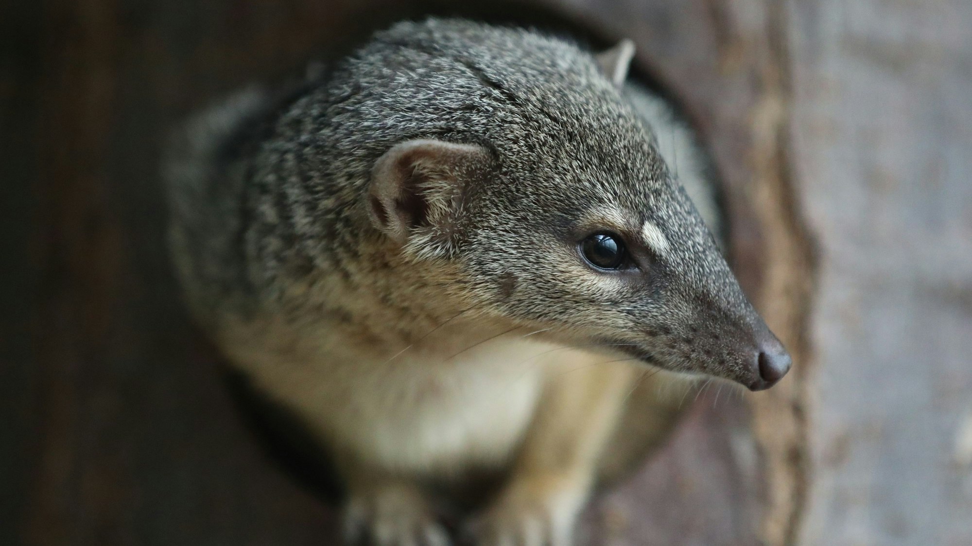 Künftig zu Hause in Köln ist Mungo „Ariary“.