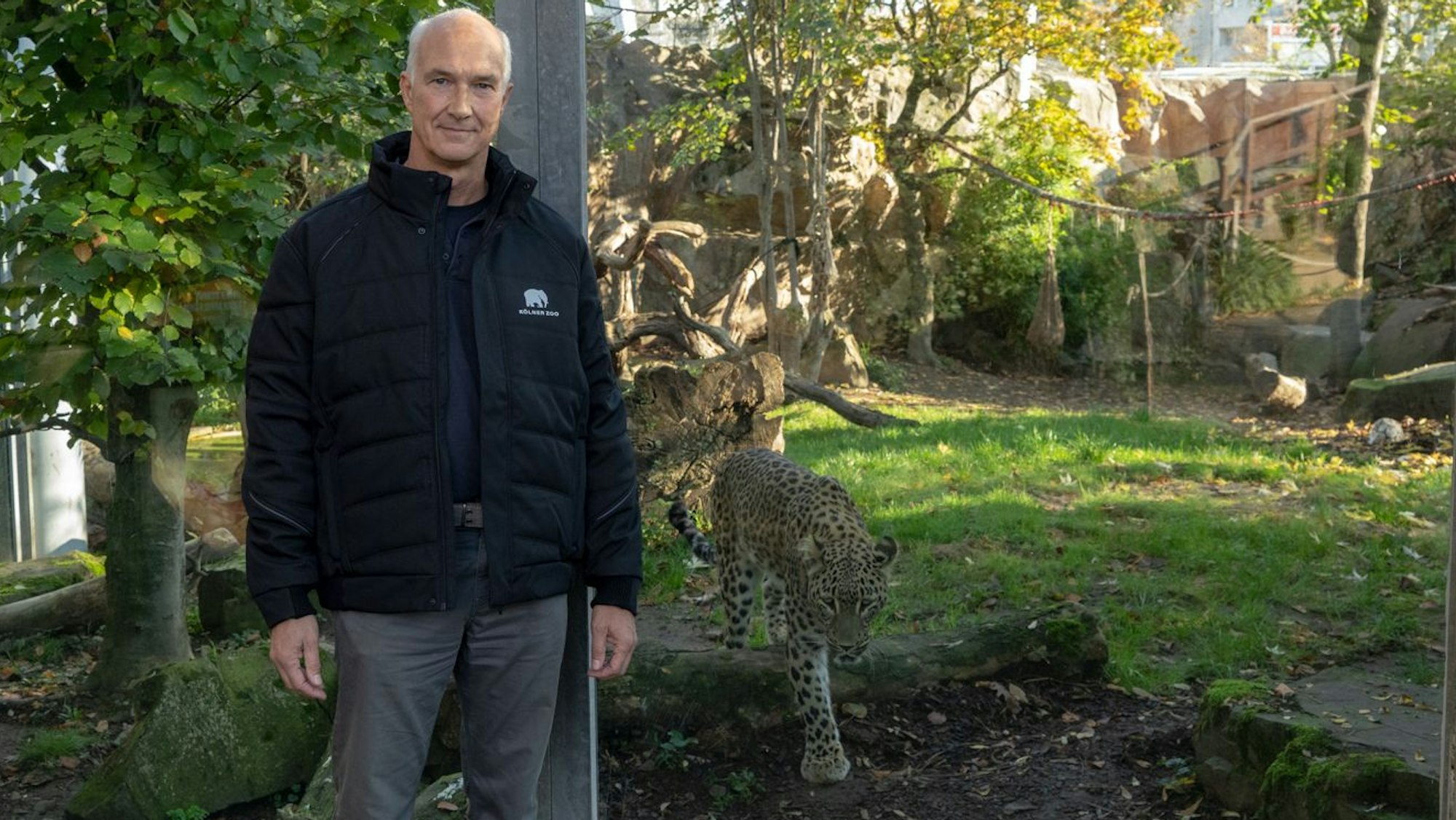 Kurator Alexander Sliwa mit dem Persischen Leoparden „Datis“ im Kölner Zoo.