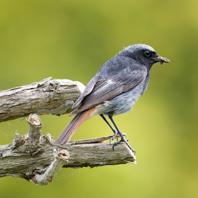 Der Hausrotschwanz ist zum „Vogel des Jahres 2025“ gewählt worden.
