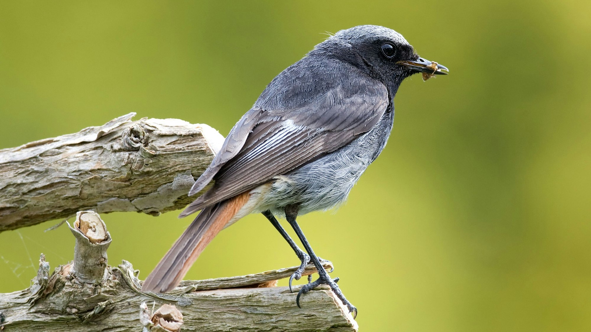 Der Hausrotschwanz ist zum „Vogel des Jahres 2025“ gewählt worden.