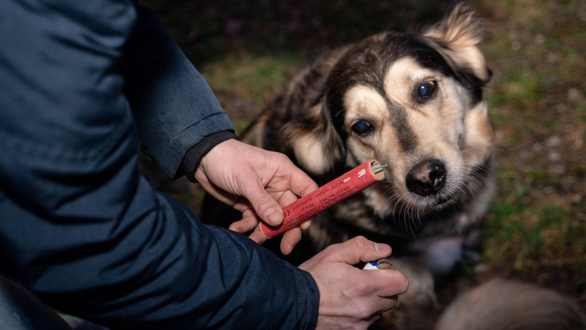 Ein Hund schaut verängstigt auf einen Feuerwerkskörper in der Hand seines Halters.