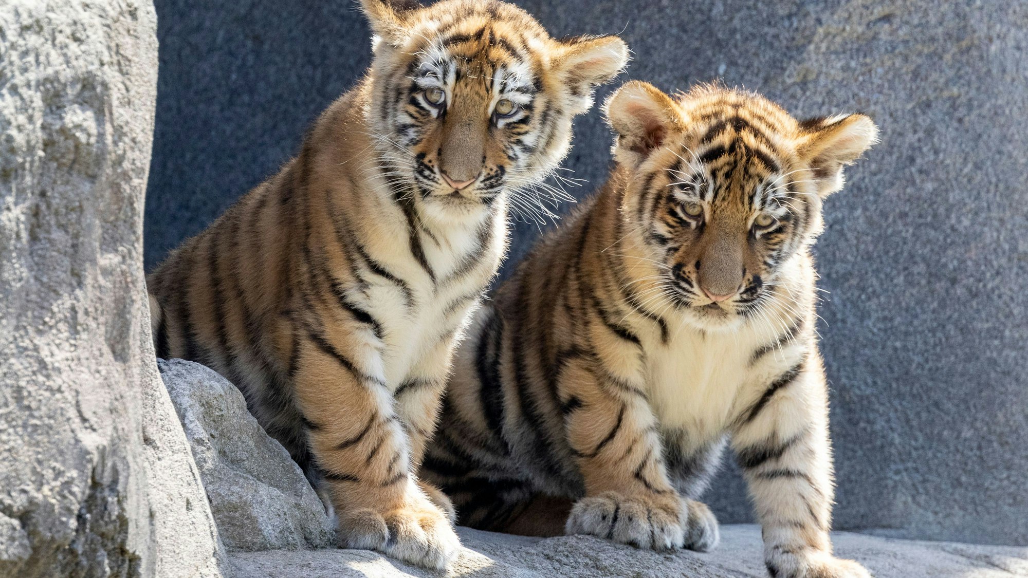 Die beiden Amur-Tiger Jungtiere, Tochka und Timur, wurden im April 2024 im Kölner Zoo geborenen und erkunden erstmal die Außenanlage