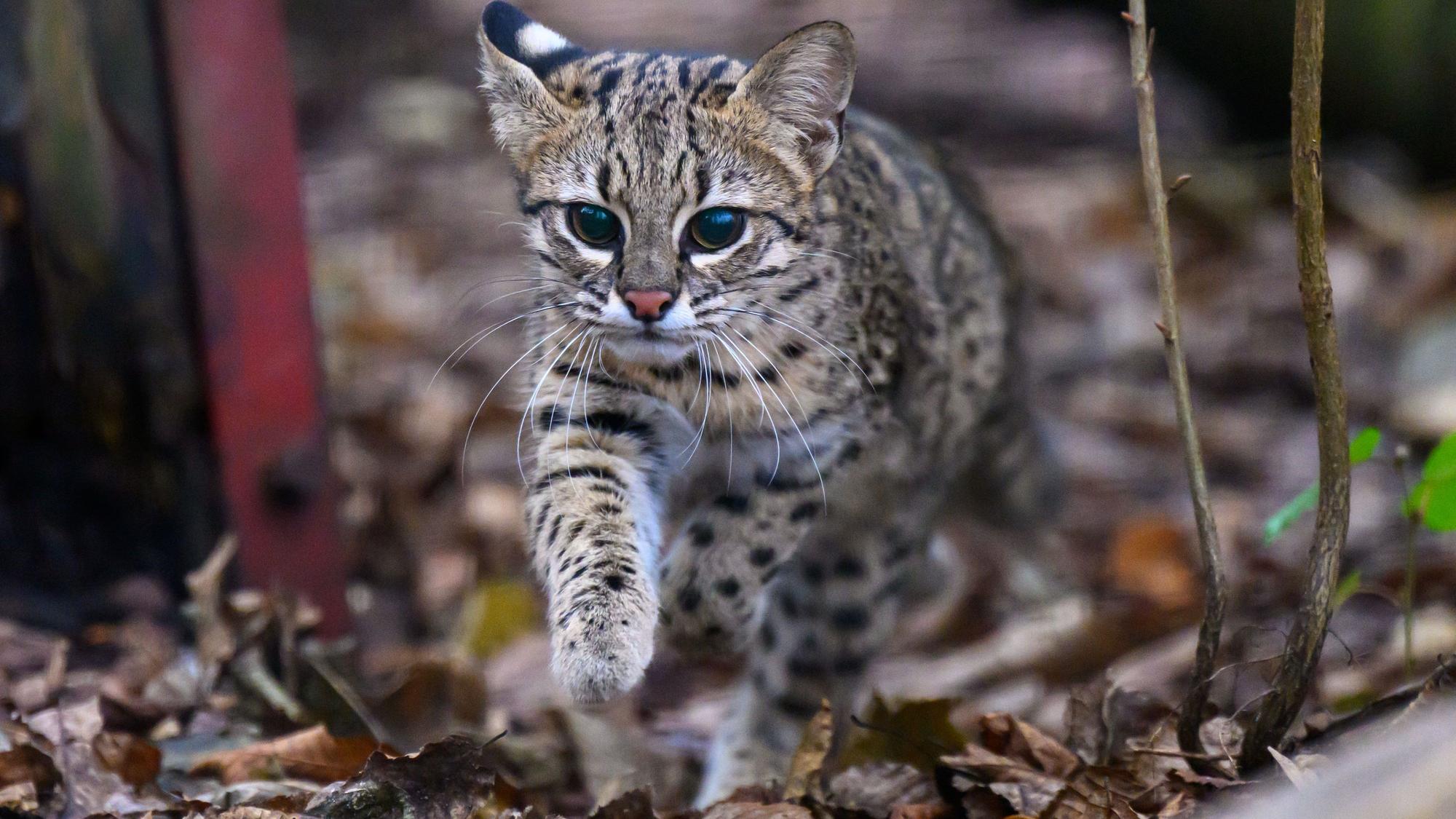 Salzkatze Maya ist in ihrem Gehege im Zoo der Minis in Aue unterwegs. Die Art stammt aus der Südhälfte Südamerikas. In Deutschland werden die Tiere in elf Zoos gehalten.