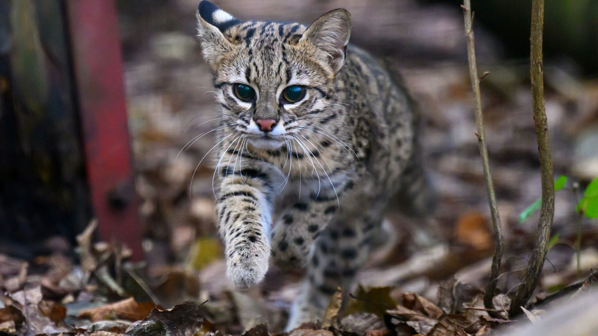 Salzkatze Maya ist in ihrem Gehege im Zoo der Minis in Aue unterwegs. Die Art stammt aus der Südhälfte Südamerikas. In Deutschland werden die Tiere in elf Zoos gehalten.