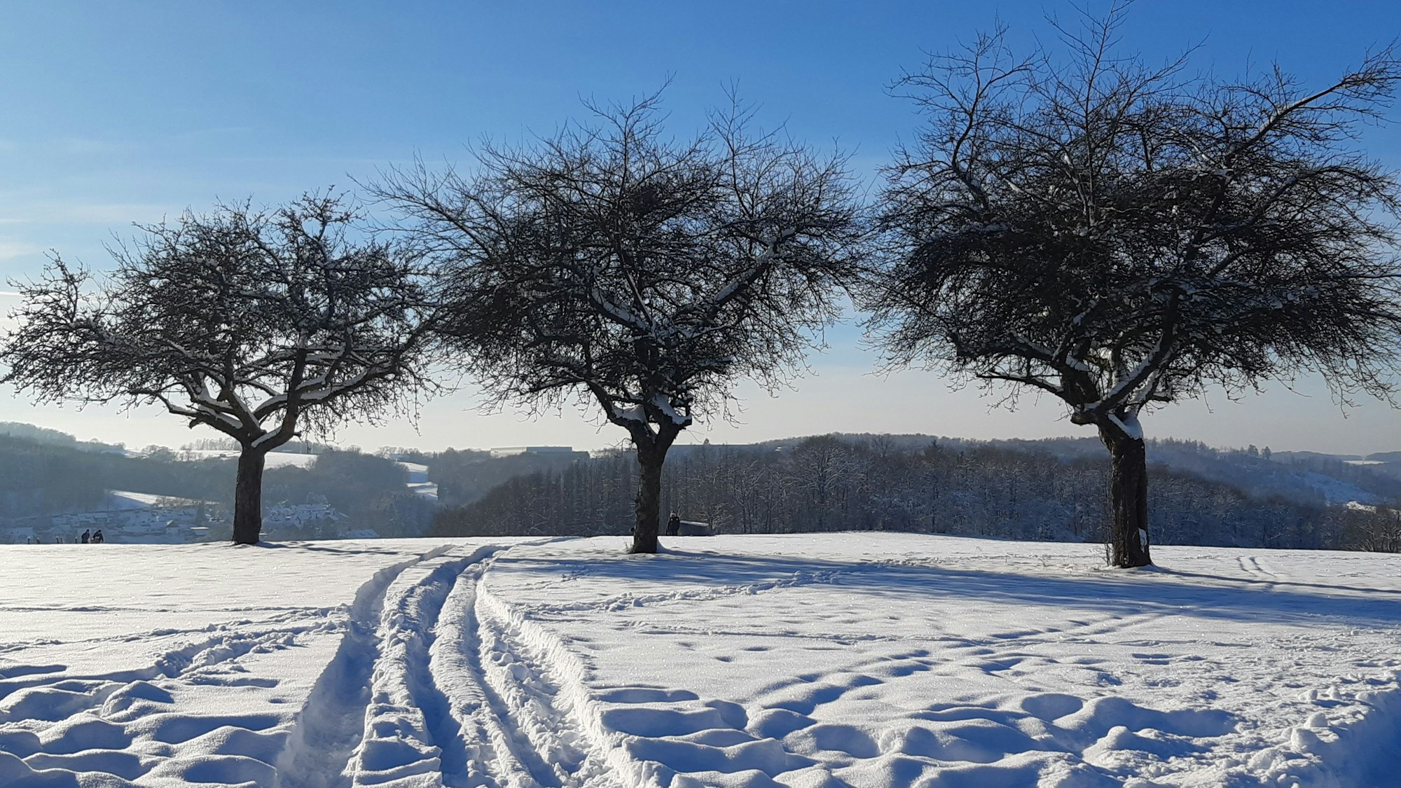 Drei Bäume stehen im Schnee