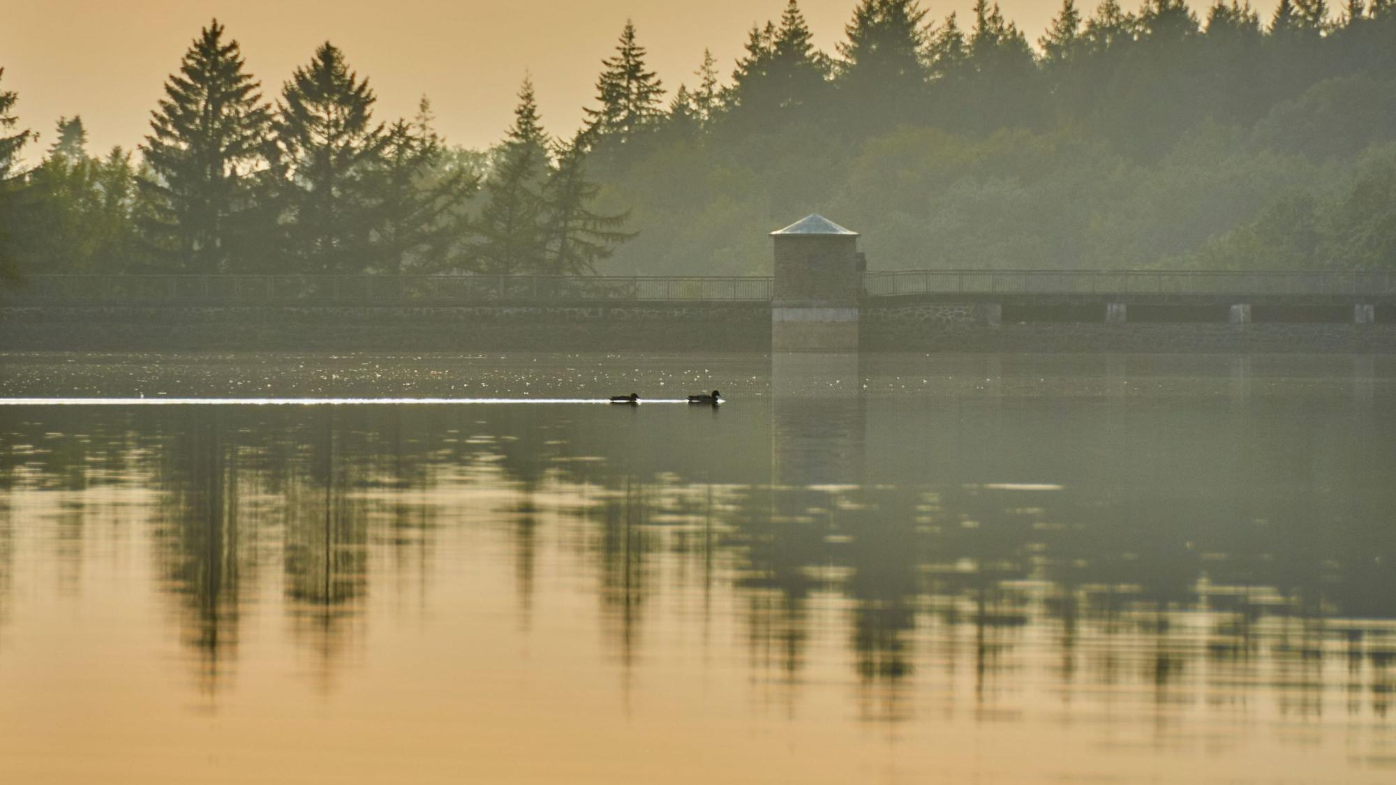 Blick auf die Sperrmauer der Neye-Talsperre, davor zwei Enten.