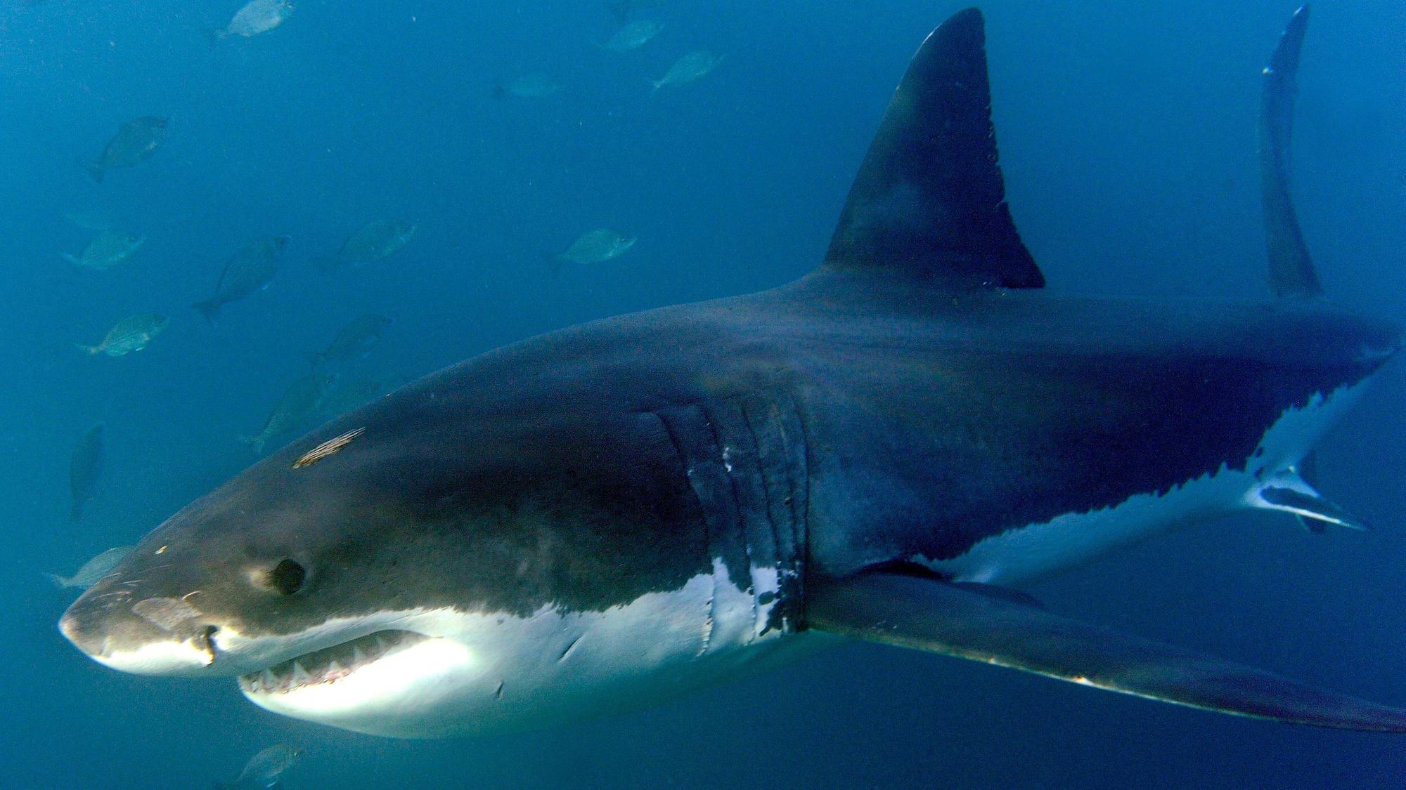 ARCHIV - 19.06.2010, Südafrika, Gansbaai: Ein großer Weißer Hai, aufgenommen im Indischen Ozean vor Gansbaai. (zu dpa: «Mann in Australien bei Haiangriff getötet») Foto: Helmut Fohringer/EPA/dpa +++ dpa-Bildfunk +++