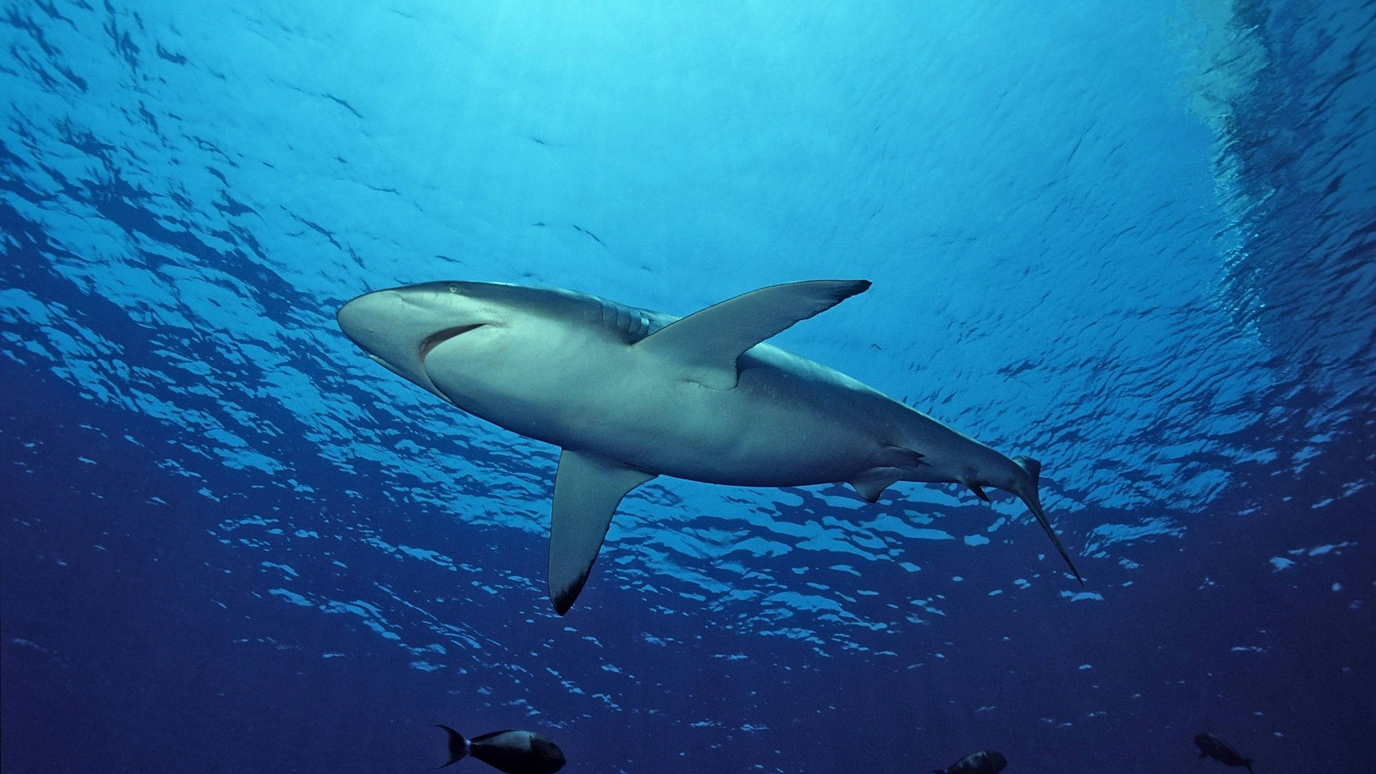 Bildnummer: 52823634 Datum: 10.07.2006 Copyright: imago/imagebroker/Dirscherl
Seidenhai (Carcharhinus falciformis) - Rotes Meer, Ägypten , Tiere; 2006, Unterwasseraufnahme , Fische Hai; , quer, Kbdig, Einzelbild, Froschperspektive, Perspektive, , Natur, Afrika
Bildnummer 52823634 Date 10 07 2006 Copyright Imago imagebroker Dirscherl Silky shark Carcharhinus falciformis Red Sea Egypt Animals 2006 Underwater recording Fish Hai horizontal Kbdig Single worms eye view Perspective Nature Africa