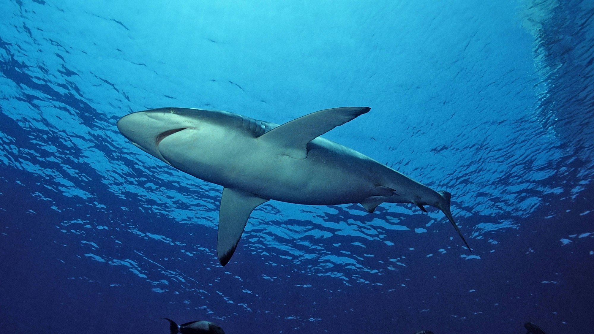 Bildnummer: 52823634 Datum: 10.07.2006 Copyright: imago/imagebroker/Dirscherl
Seidenhai (Carcharhinus falciformis) - Rotes Meer, Ägypten , Tiere; 2006, Unterwasseraufnahme , Fische Hai; , quer, Kbdig, Einzelbild, Froschperspektive, Perspektive, , Natur, Afrika
Bildnummer 52823634 Date 10 07 2006 Copyright Imago imagebroker Dirscherl Silky shark Carcharhinus falciformis Red Sea Egypt Animals 2006 Underwater recording Fish Hai horizontal Kbdig Single worms eye view Perspective Nature Africa