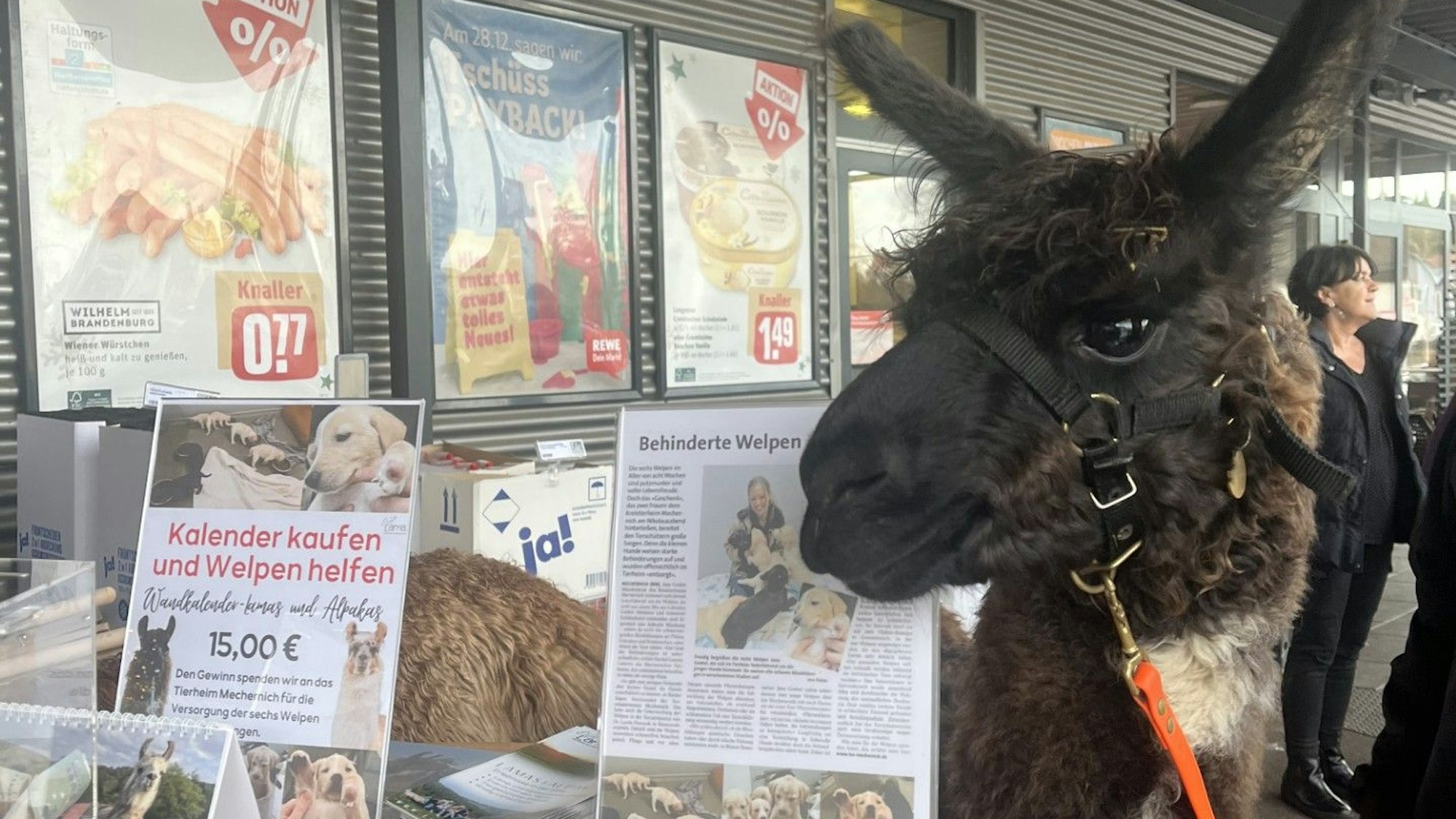 Ein Lama steht vor einem Supermarkt. Mit der Aktion werden Spenden für das Tierheim Mechernich gesammelt.