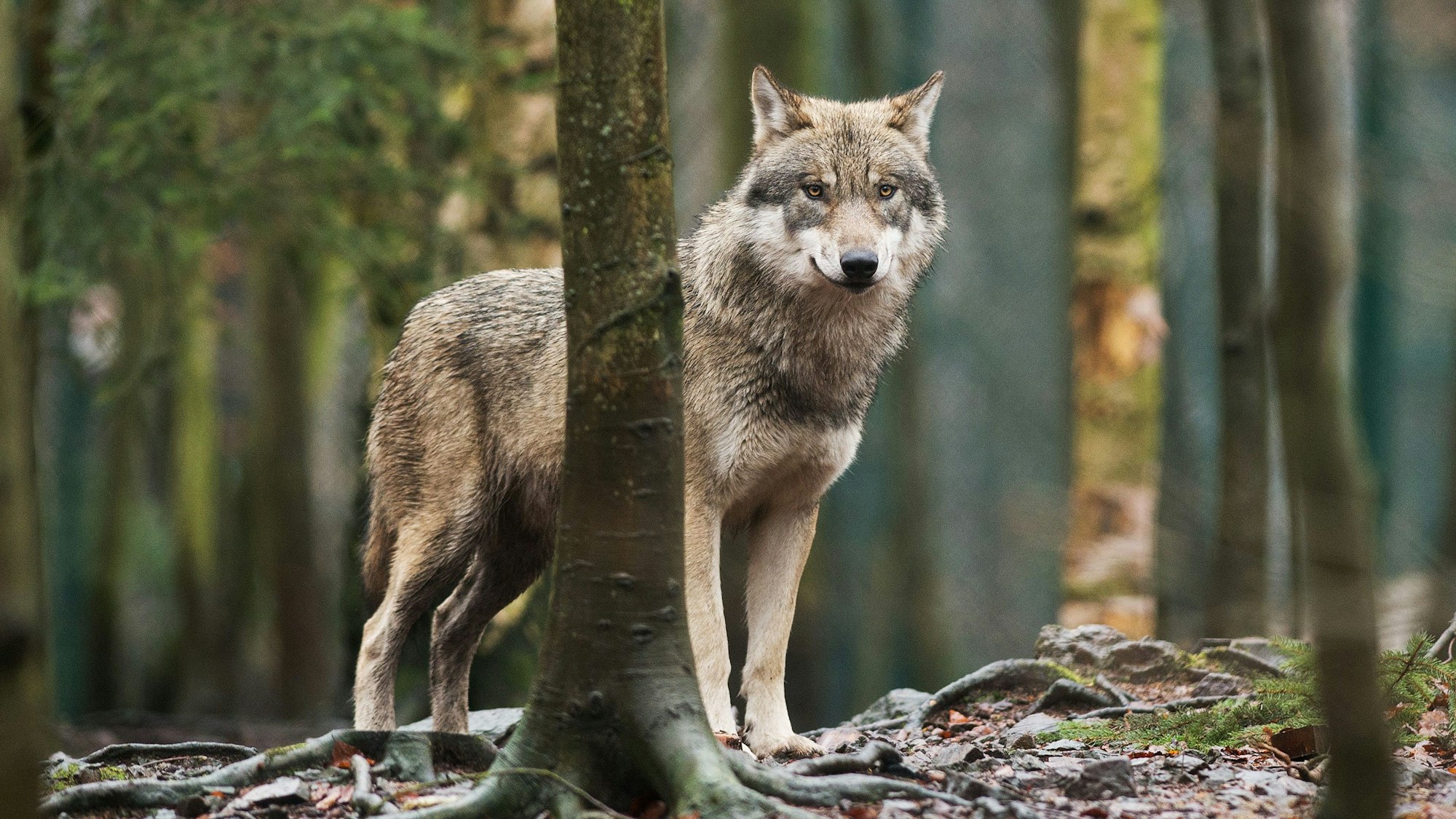 Ein Wolf steht zwischen Bäumen im Wald (Symbolfoto).
