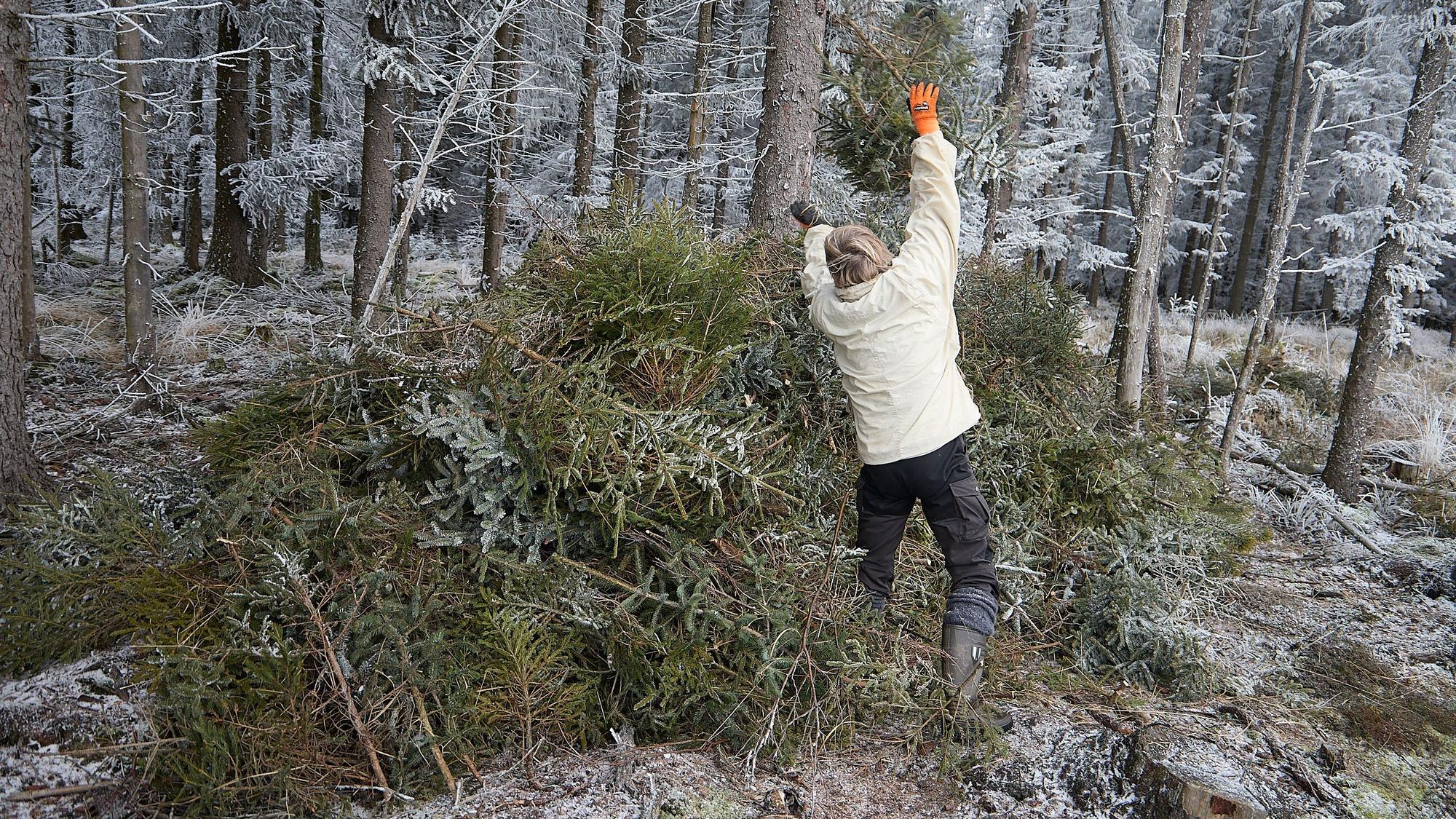 Am Rand des Waldes ist ein Haufen abgesägter Fichten. Eine Frau in weißer Winterjacke wirft einen weiteren Baum darauf.