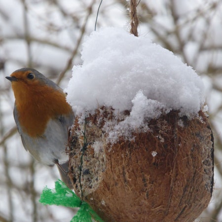 Rotkehlchen an einer Futterkokosnuss.