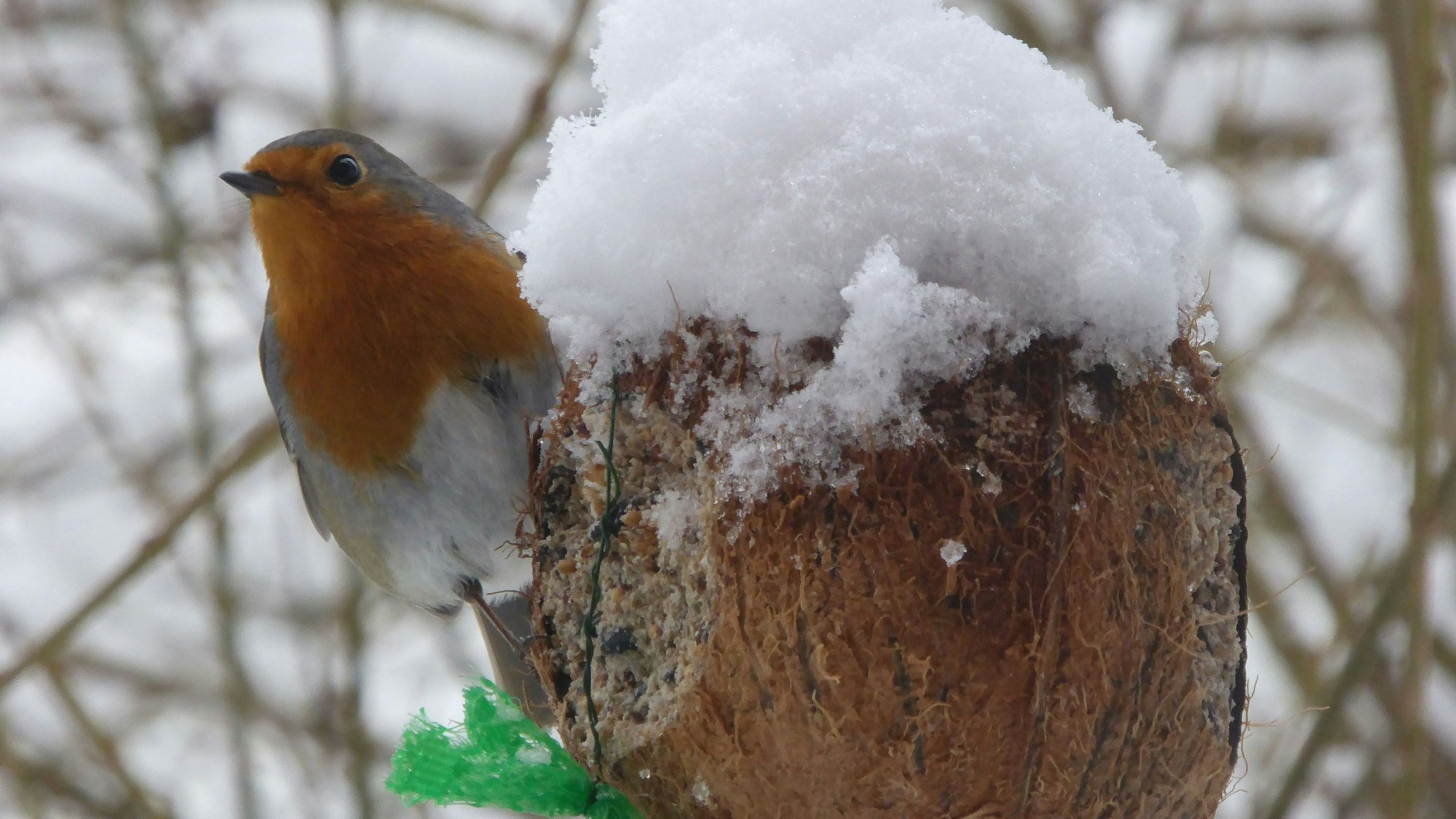 Rotkehlchen an einer Futterkokosnuss.