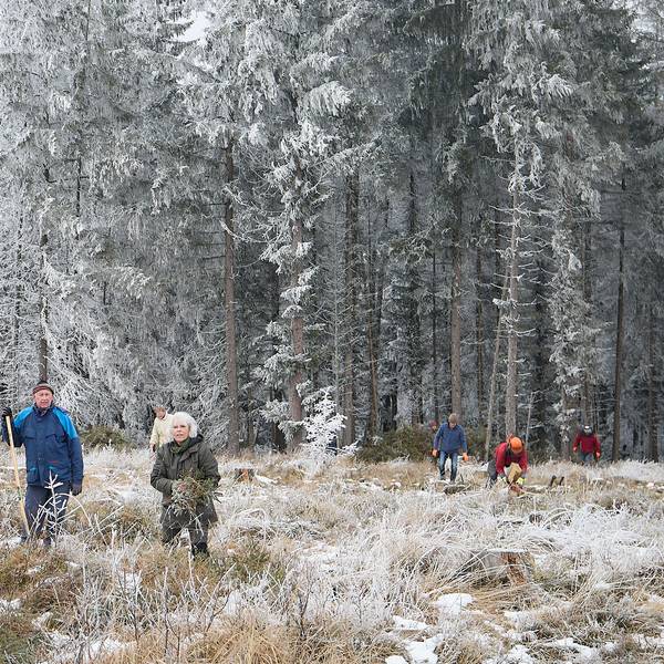Im leicht verschneiten Wald und einer Lichtung davor sieht man Menschen mit Arbeitsgeräten wie Spaten.
