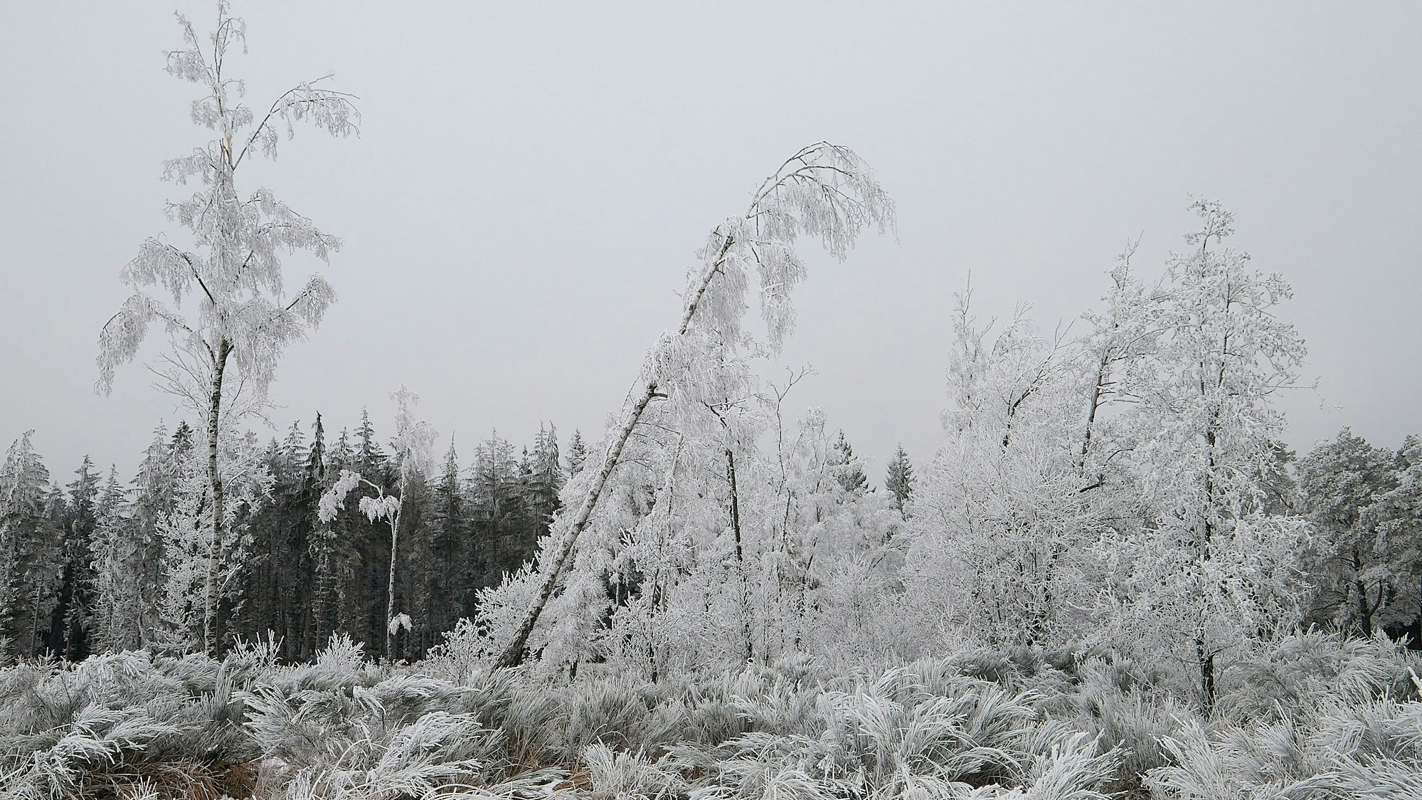 Die Bäume und Pflanzen in der zugefrorenen Baasemer Heide sehen aus wie in weißen Zuckerguss gehüllt.