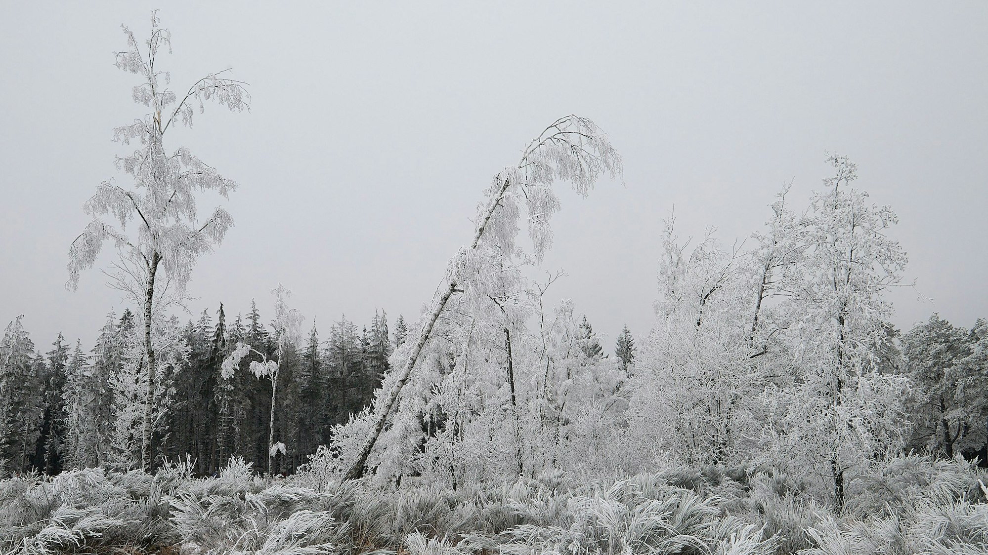 Das Bild zeigt bereifte Bäume auf der Baasemer Heide.