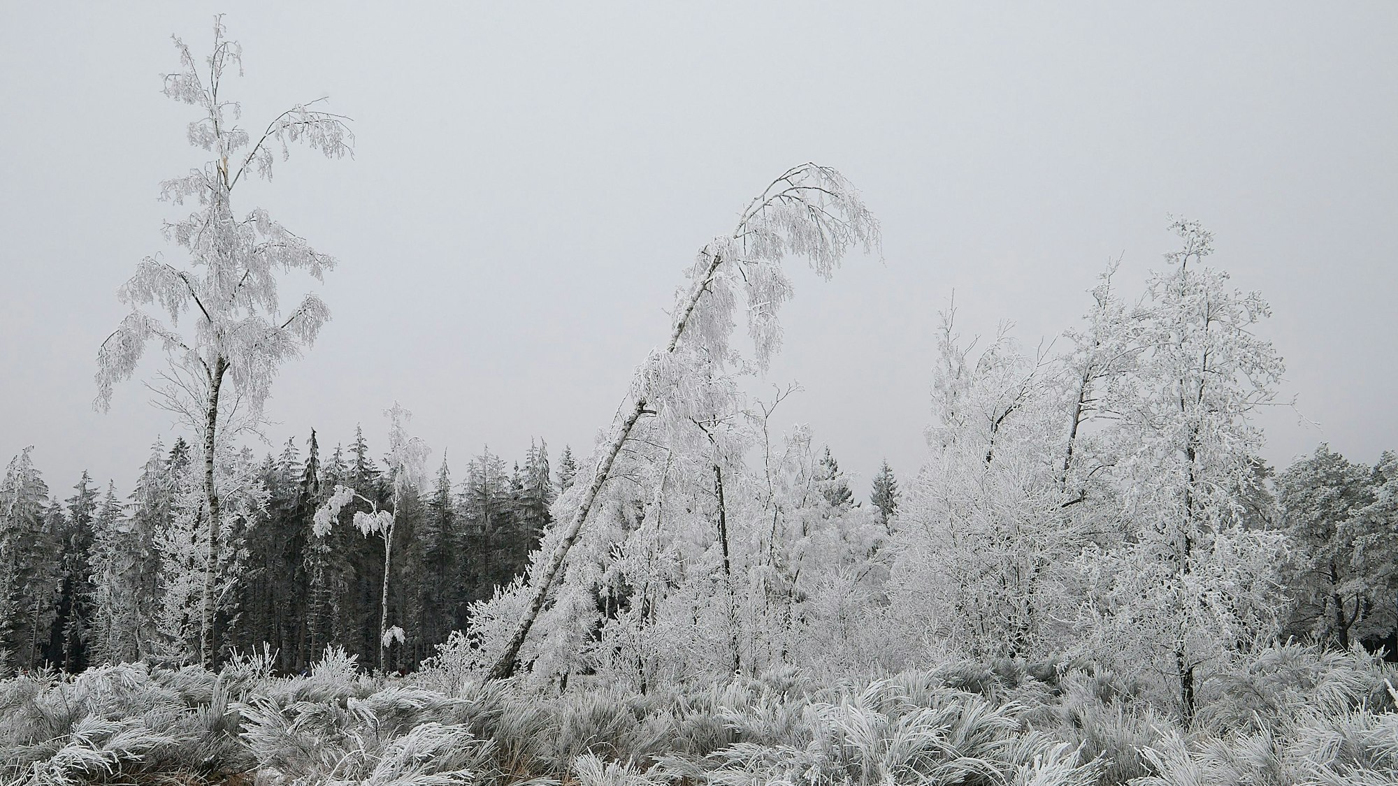 Das Bild zeigt bereifte Bäume auf der Baasemer Heide.