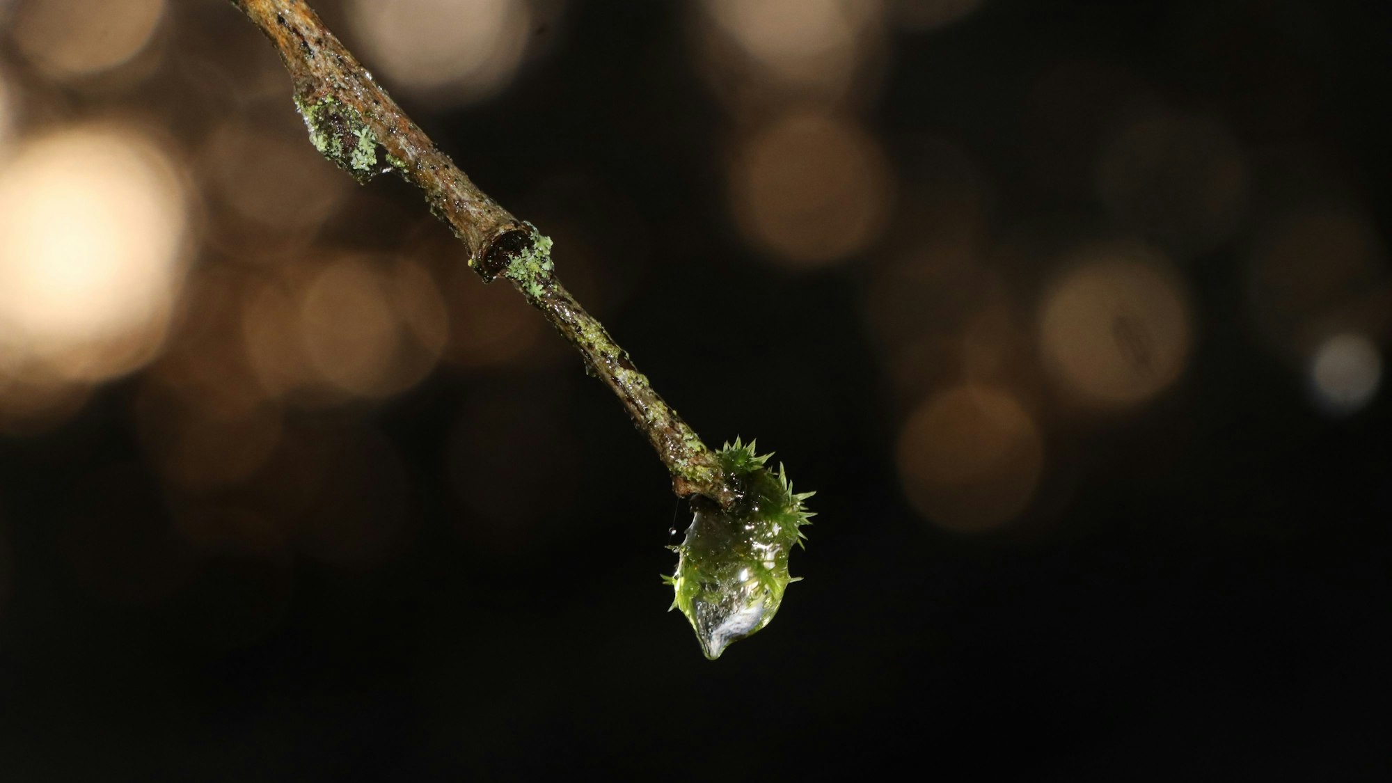 Foto eines gefrorenen Astes bei Sonnenaufgang.
