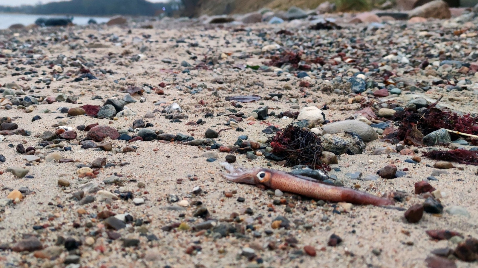 Vorne rechts im Bild ist der tote Kalmar am Strand zwischen Steinen und Muscheln zu sehen.
