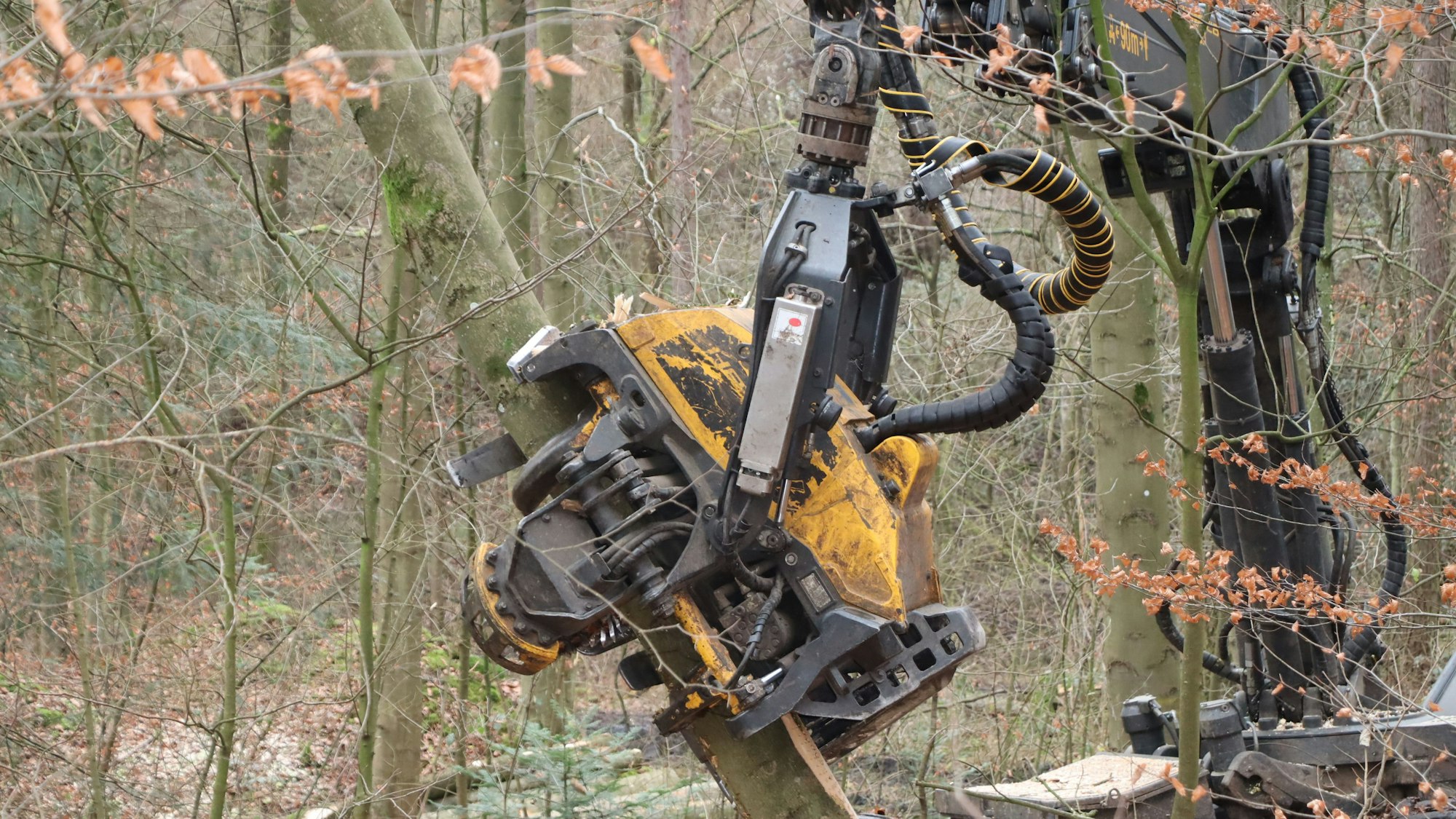 Zu sehen ist ein Harvester in einem Wald.