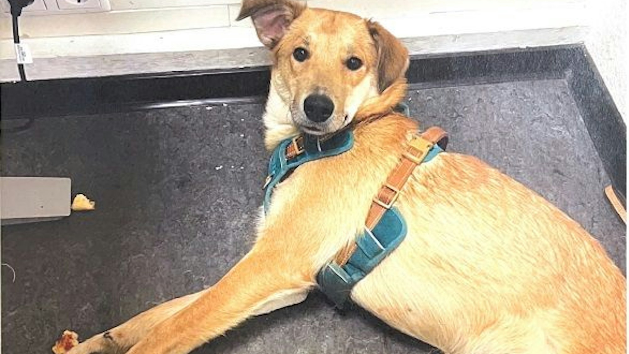 Die Hündin nach ihrer Rettung