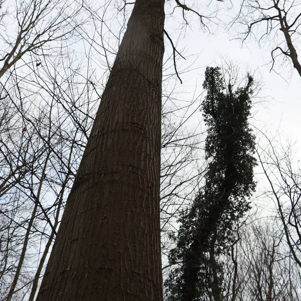 Zu sehen ist die Krone eines Baumes.