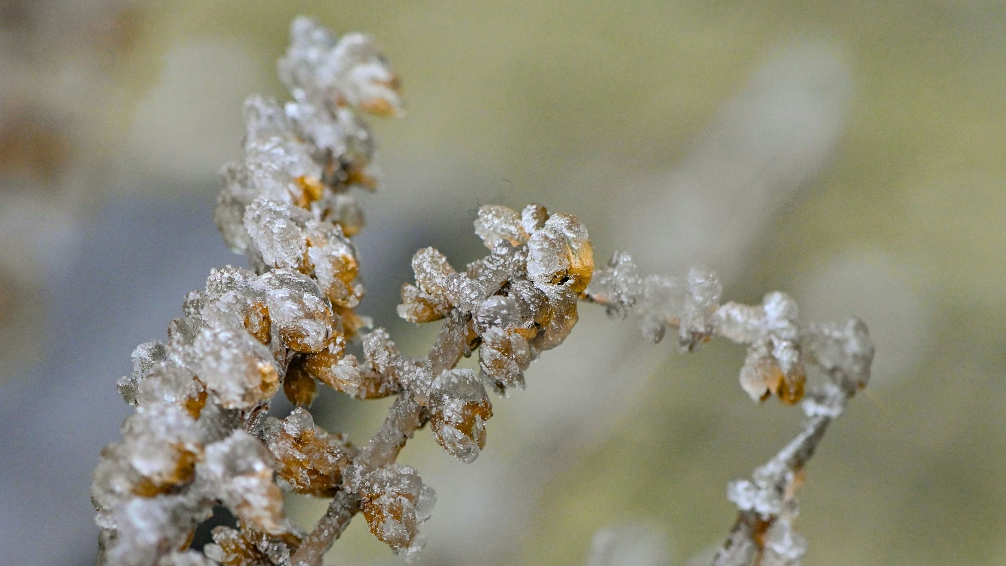Fotoaufnahme eines gefrorenen Astes einer Pflanze.