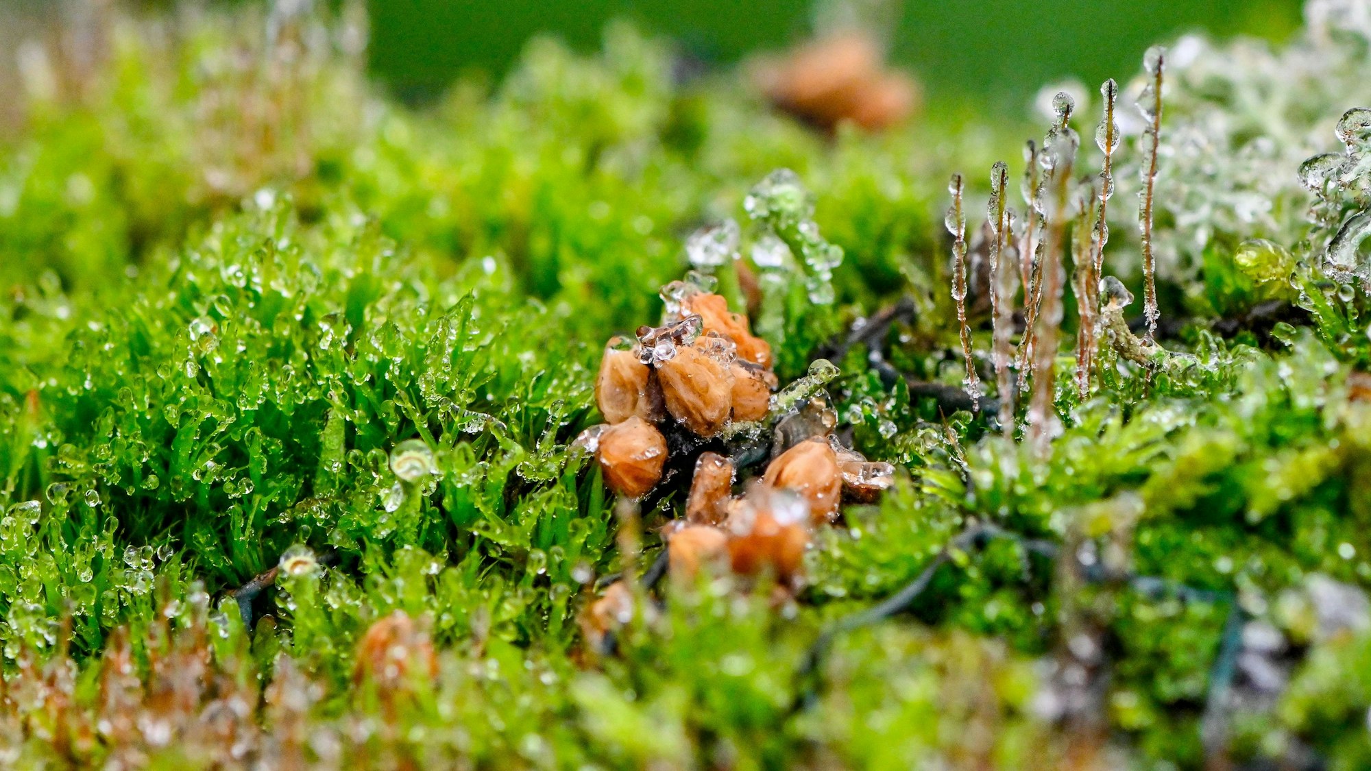 Fotoaufnahme einer gefrorenen Landschaft.