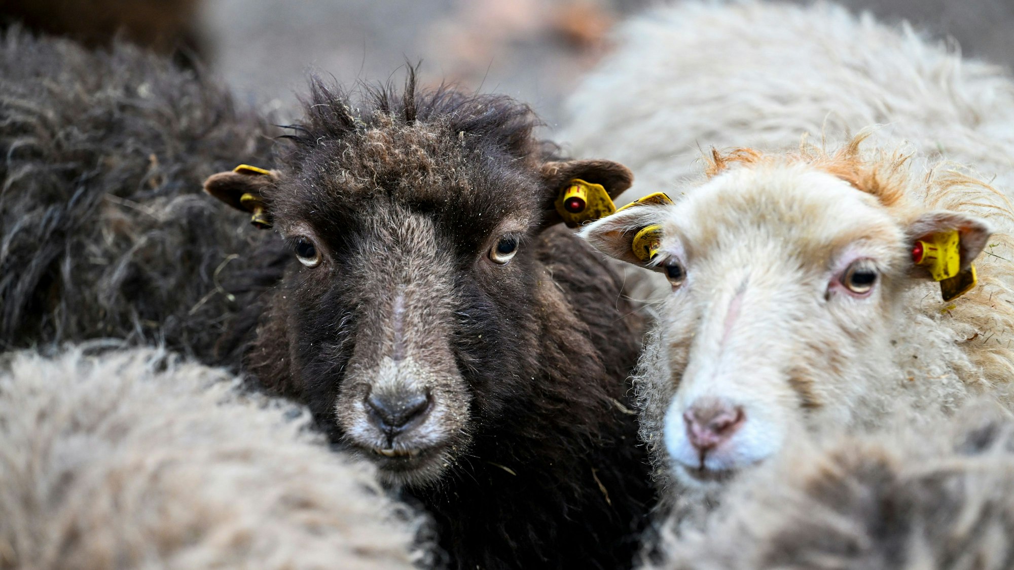 Gegen die mutmaßliche Halterin wurde ein Ermittlungsverfahren eingeleitet. (Symbolbild)