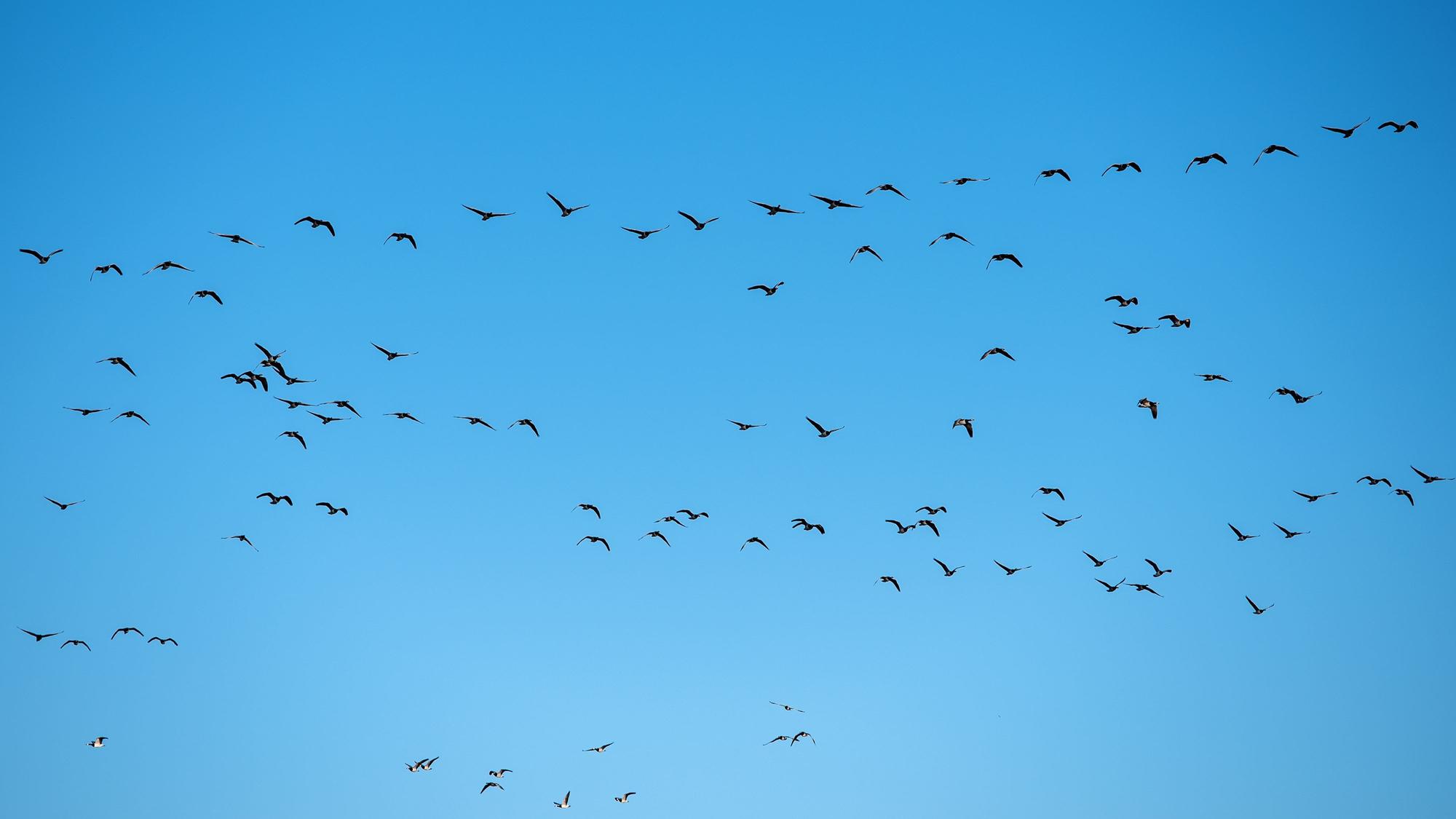 Graugänse fliegen über die Landschaft.