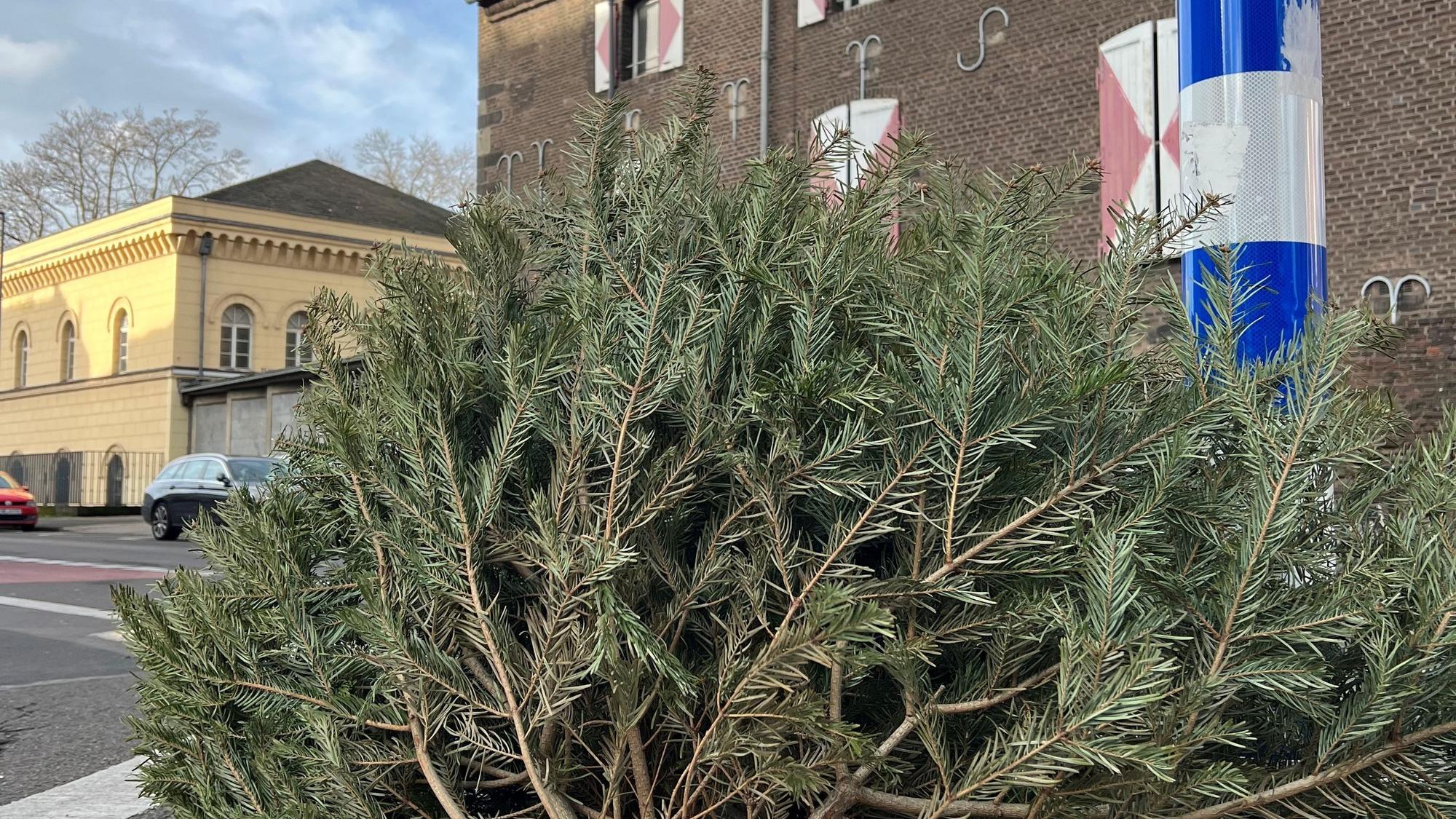 Ein Weihnachtsbaum liegt auf der Straße vor dem Zeughaus.