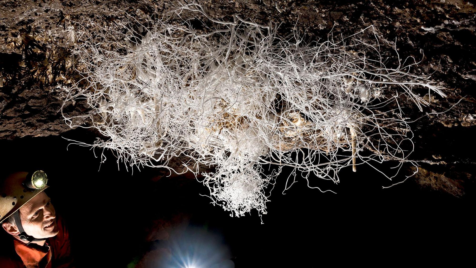 Ein Mann mit Helm und Stirnlampe schaut auf ein Gewirr aus weißen Fäden, die in einer dunklen Höhle von der Decke hängen. Das Gebilde nennt sich Eisenblüte.