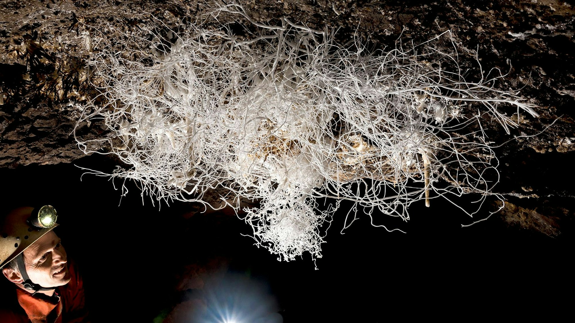 Ein Mann mit Helm und Stirnlampe schaut auf ein Gewirr aus weißen Fäden, die in einer dunklen Höhle von der Decke hängen. Das Gebilde nennt sich Eisenblüte.