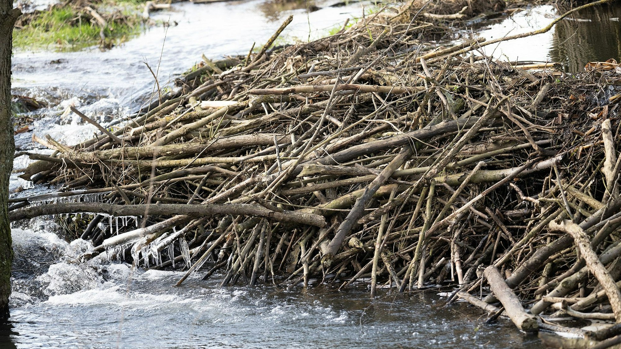 Ein Biberdamm steht in einem kleinen Fluss.