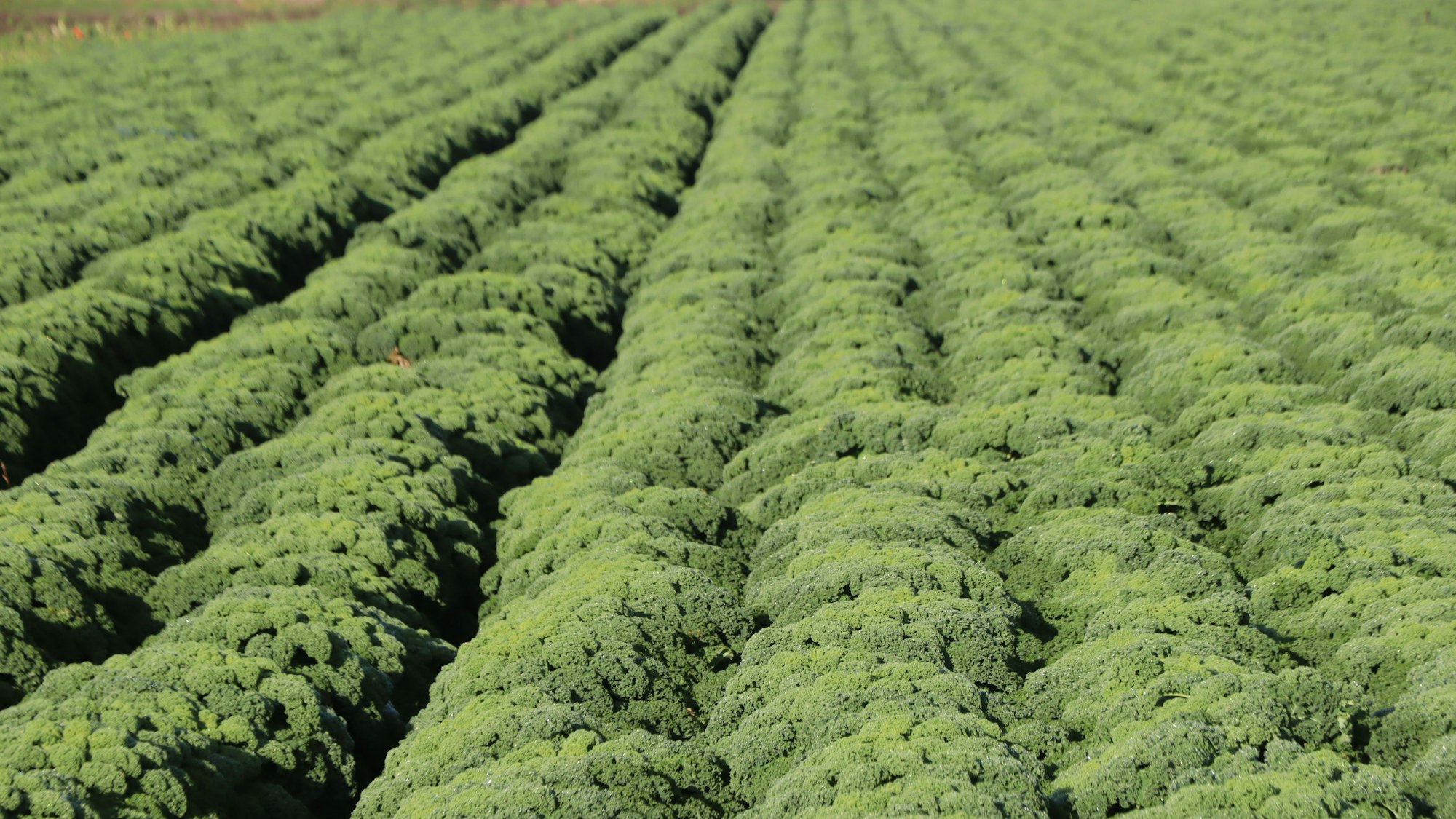 Wie ein großer weicher grüner Teppich ist der Grünkohl auf den Feldern von Stefan Grüsgen gewachsen.