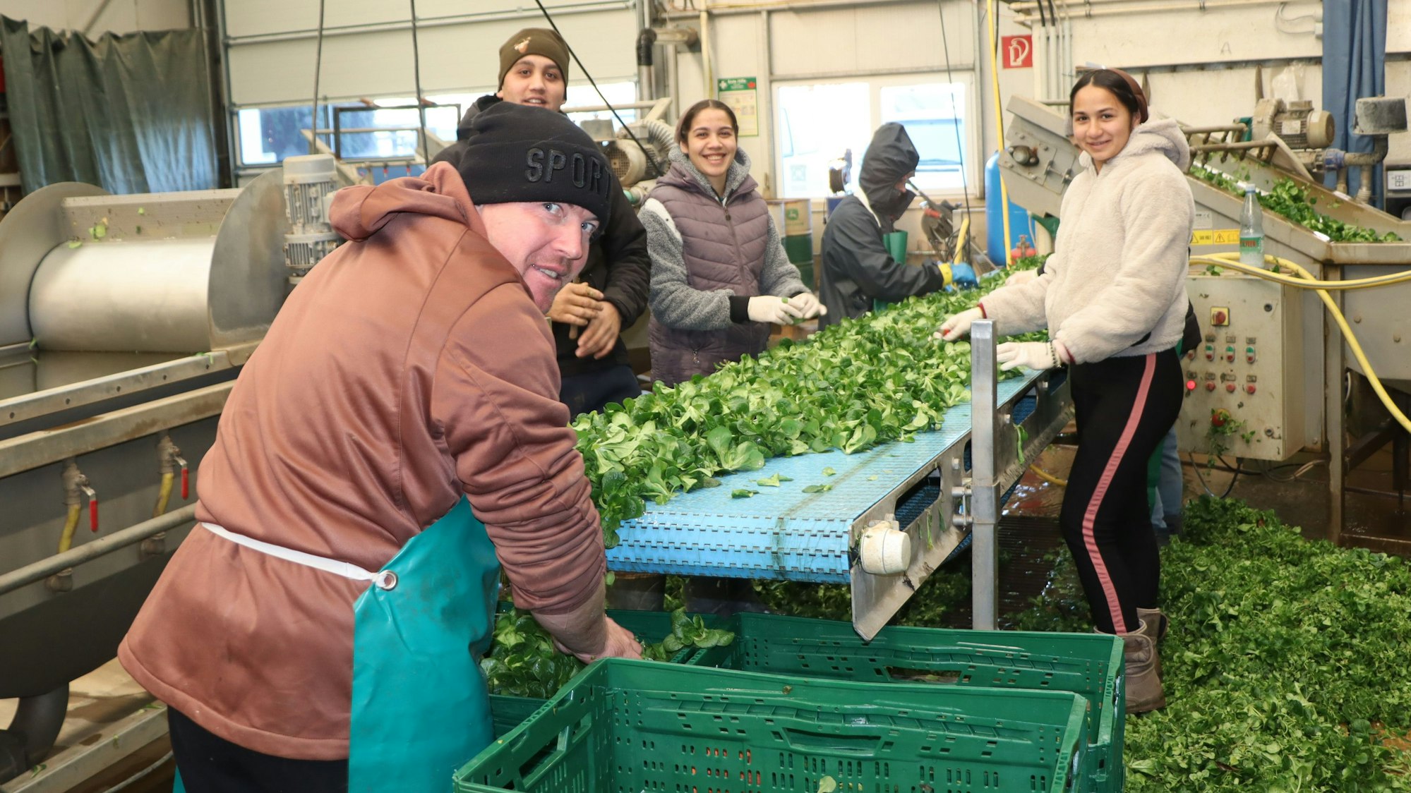 Feldsalat wird in Grüsgens Halle gewaschen, geputzt und verpackt.