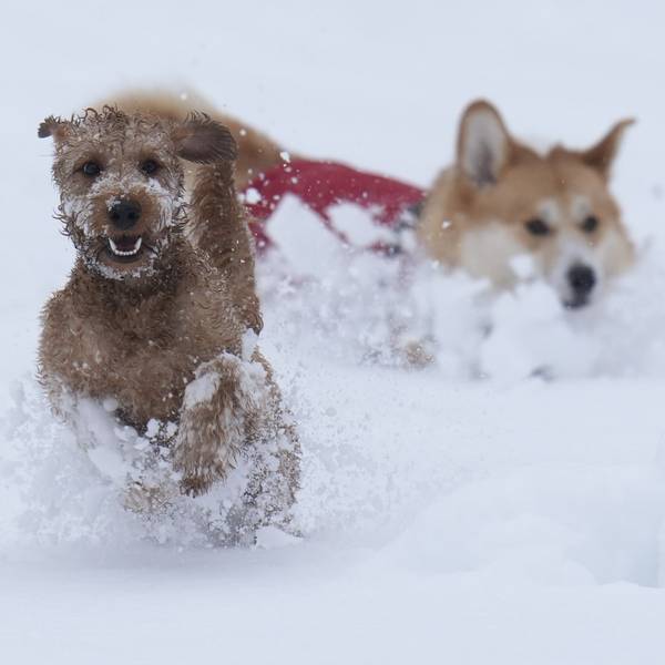 Zwei Hunde spielen im Schnee. Die Gemeinde Lindlar weist daraufhin, dass alle Hunde angemeldet werden müssen.