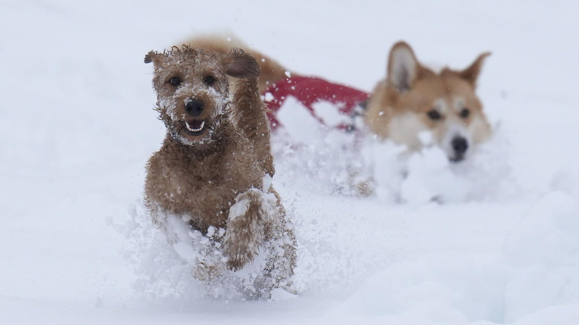 Zwei Hunde spielen im Schnee. Die Gemeinde Lindlar weist daraufhin, dass alle Hunde angemeldet werden müssen.
