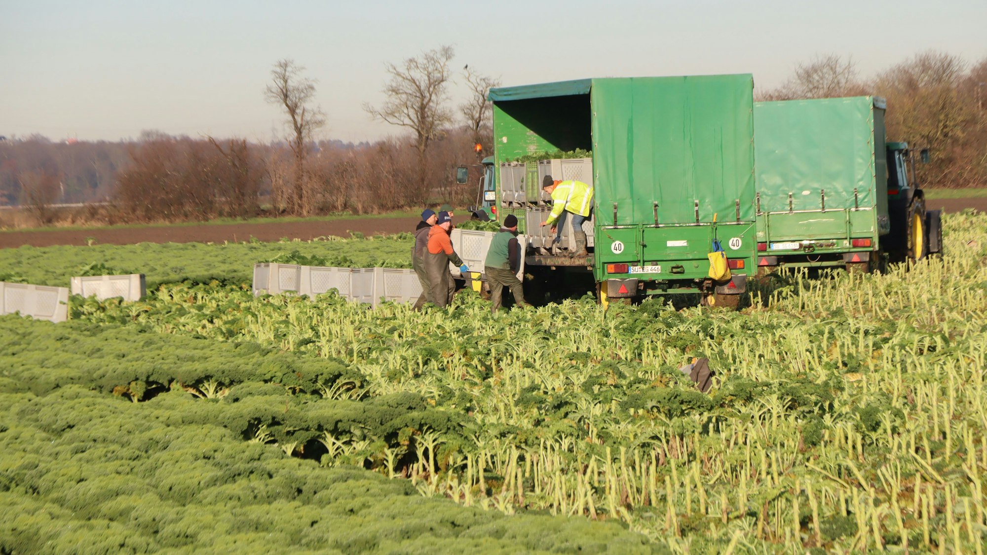 Vor dem Schnee wurde schnell noch eine große Menge geerntet