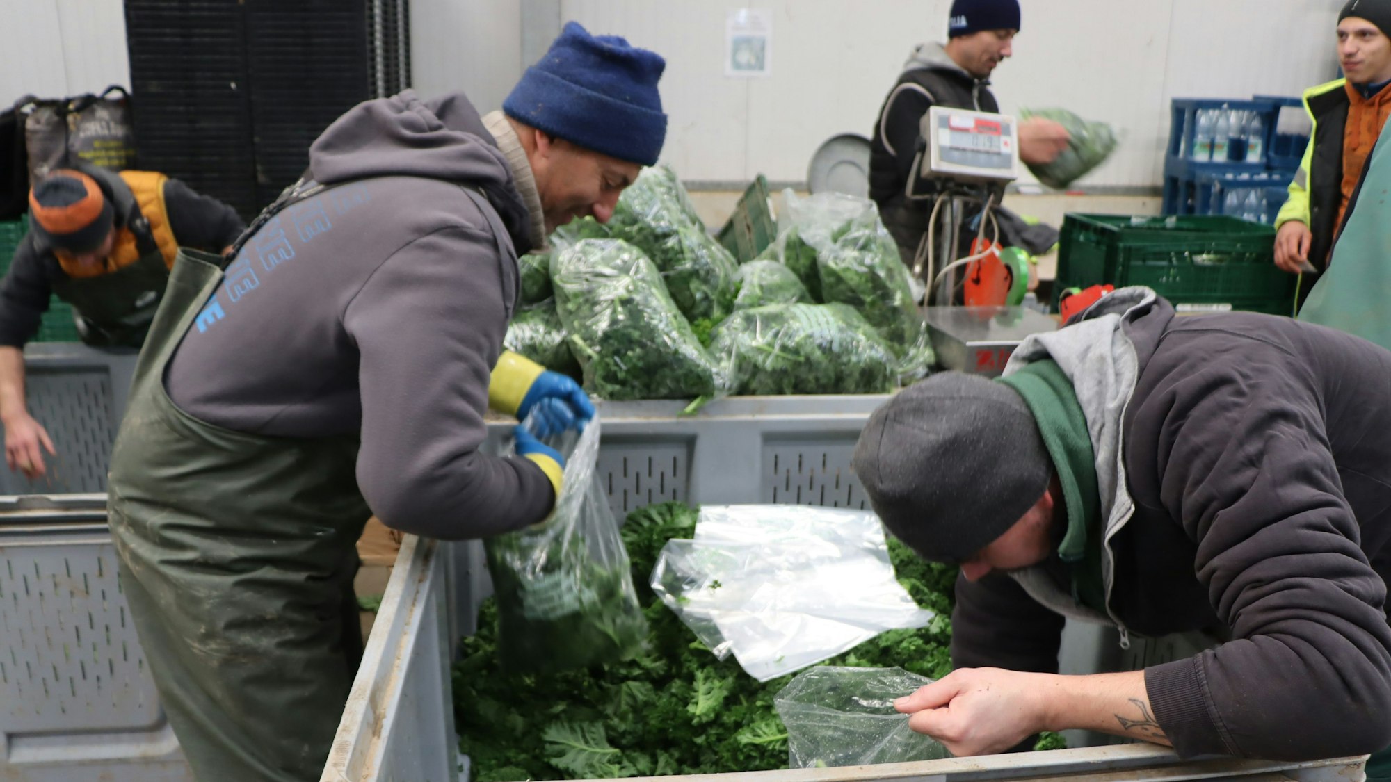 Auch der Grünkohl wird am Hof gewaschen und anschließend abgepackt.