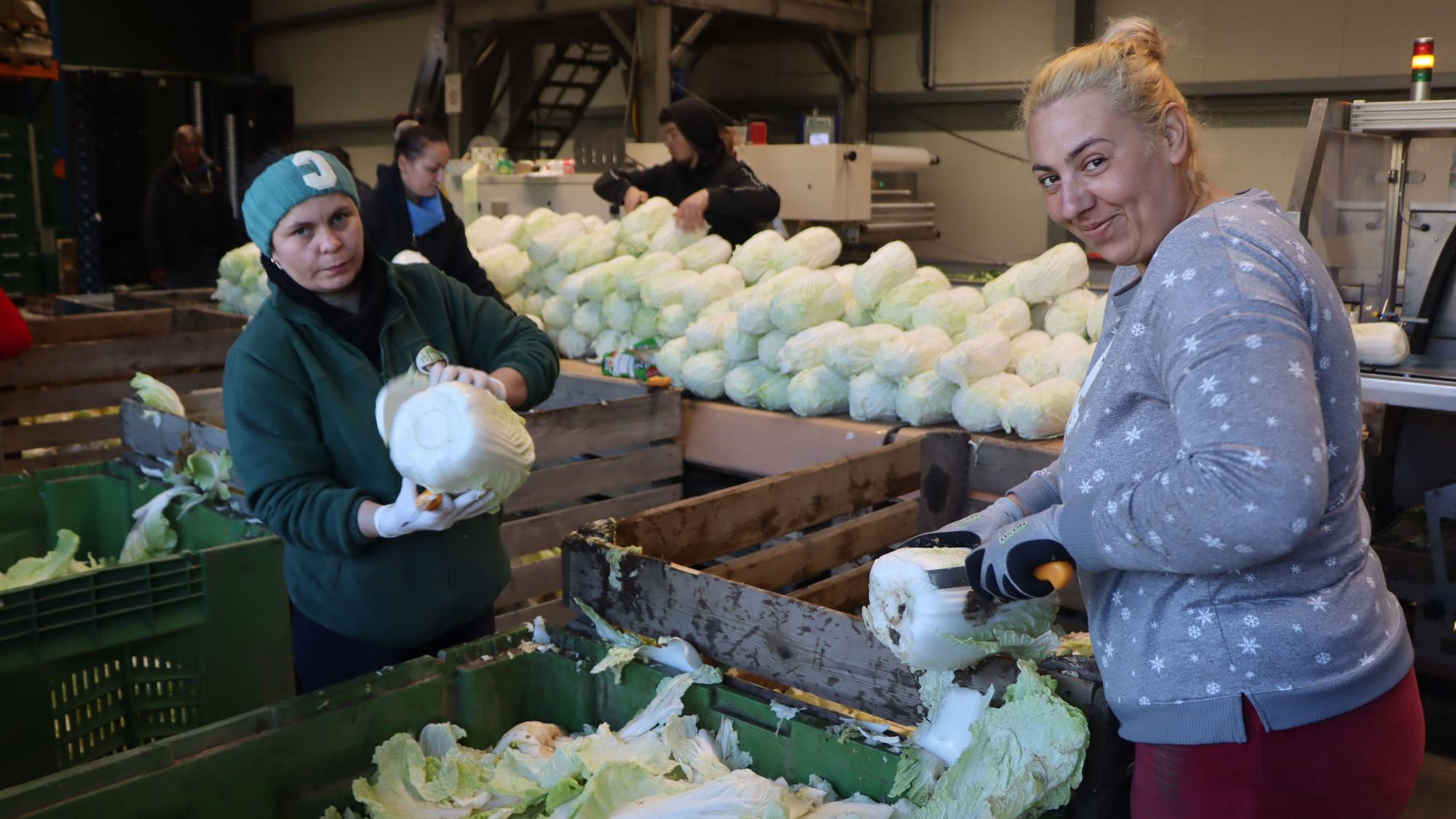 Der Chinakohl ist im Kühlhaus lange haltbar. Auf Bedarf wird er deswegen verarbeitet, verpackt und vermarktet.