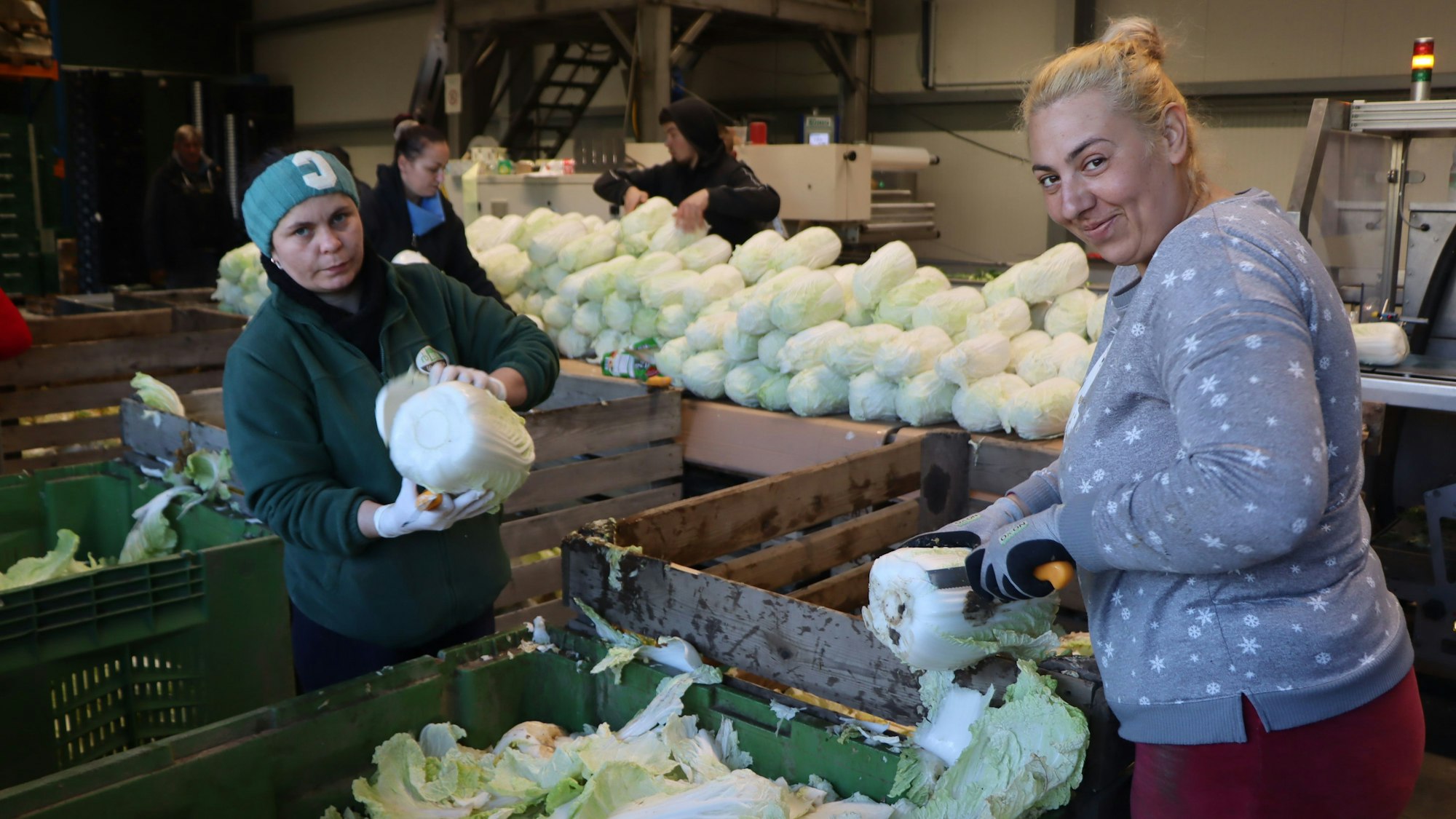 Der Chinakohl ist im Kühlhaus lange haltbar. Auf Bedarf wird er deswegen verarbeitet, verpackt und vermarktet.