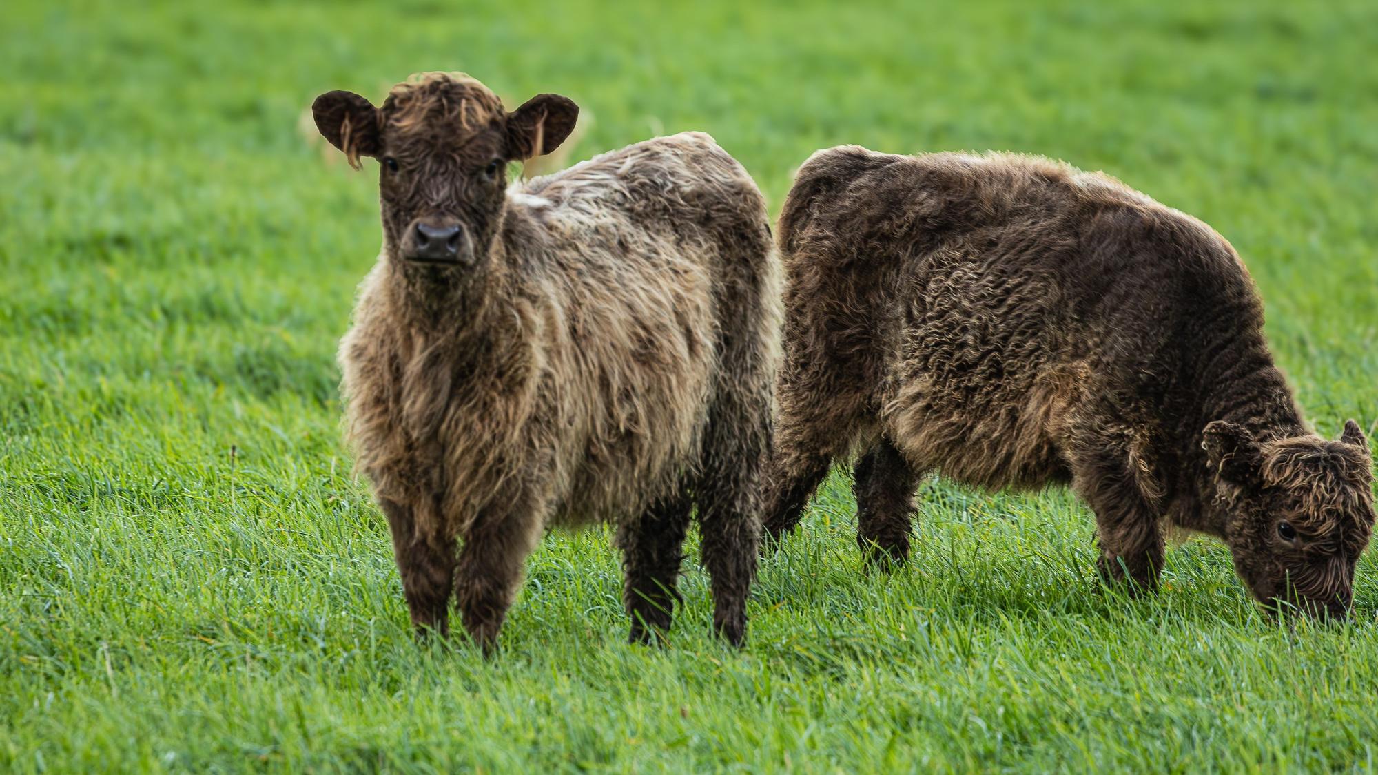 Die beiden Kälber Monate vor dem Riss auf einer Wiese.