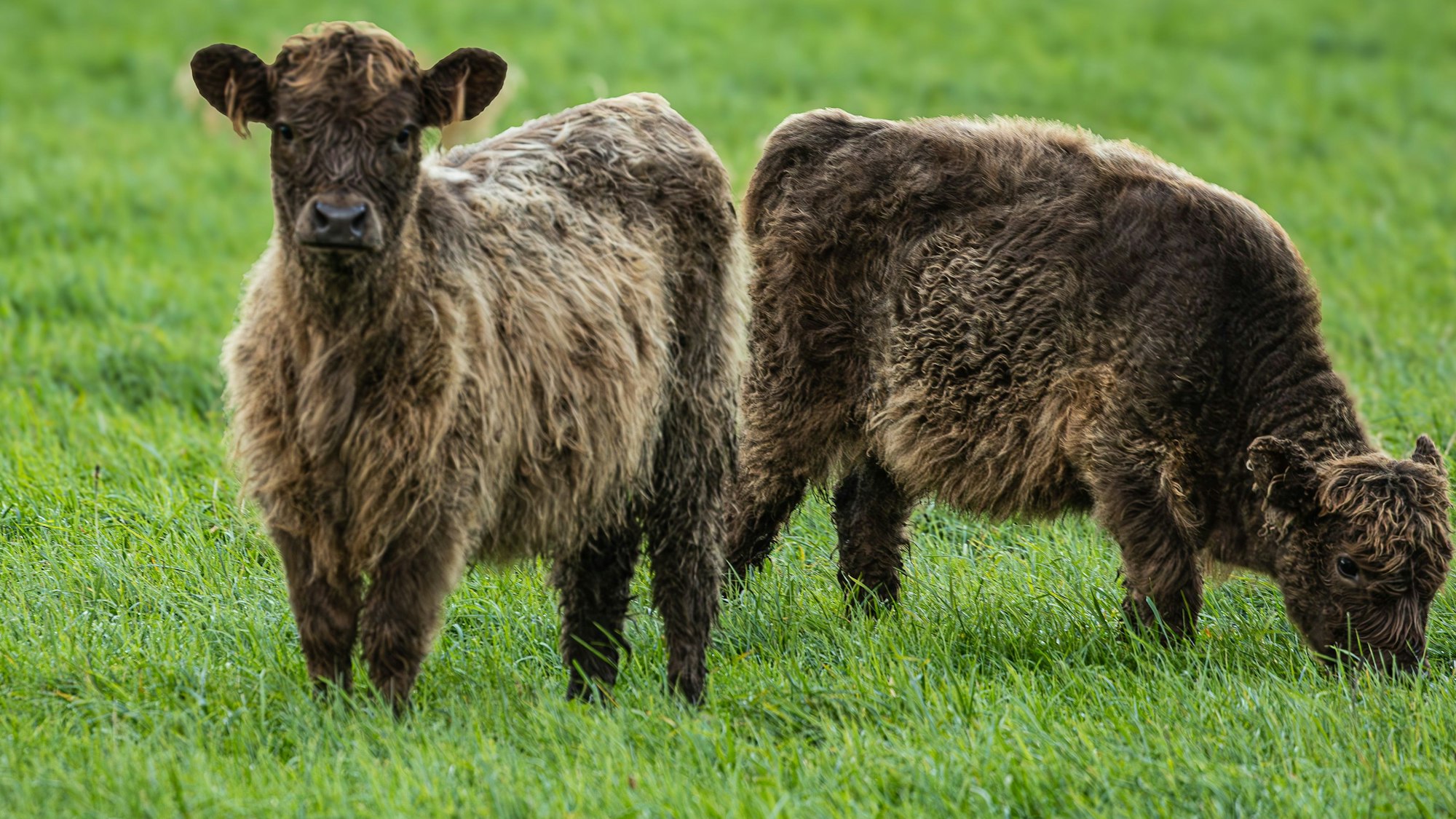 Zwei Kälber grasen auf einer Weide.