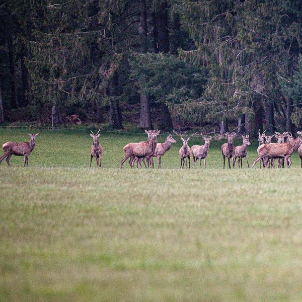 Ein großes Rudel Rothirsche hat sich am Waldrand aufgereiht und schaut aufmerksam in Richtung der Fotografin.