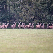 Ein großes Rudel Rothirsche hat sich am Waldrand aufgereiht und schaut aufmerksam in Richtung der Fotografin.