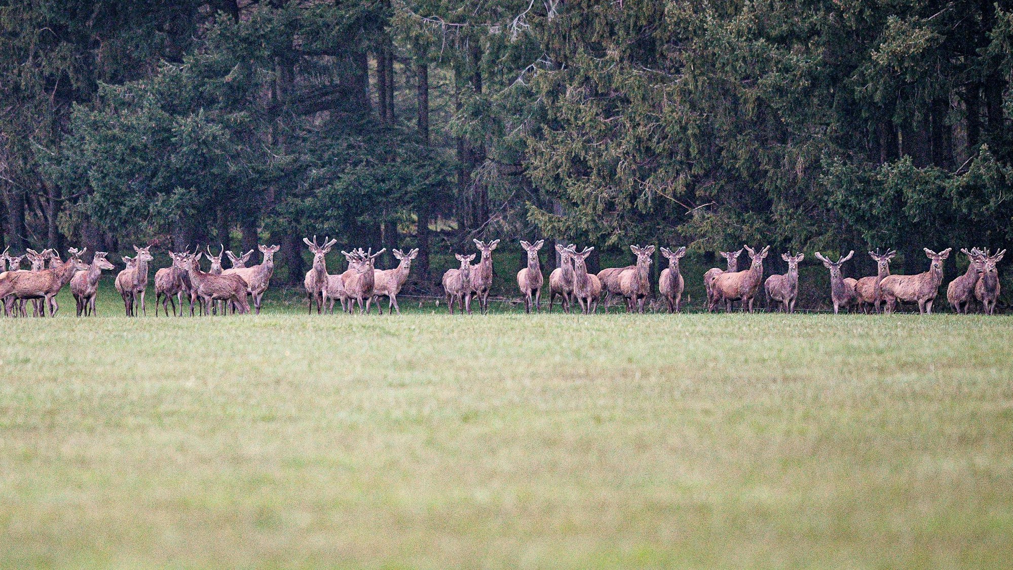 Ein großes Rudel Rothirsche hat sich am Waldrand aufgereiht und schaut aufmerksam in Richtung der Fotografin.